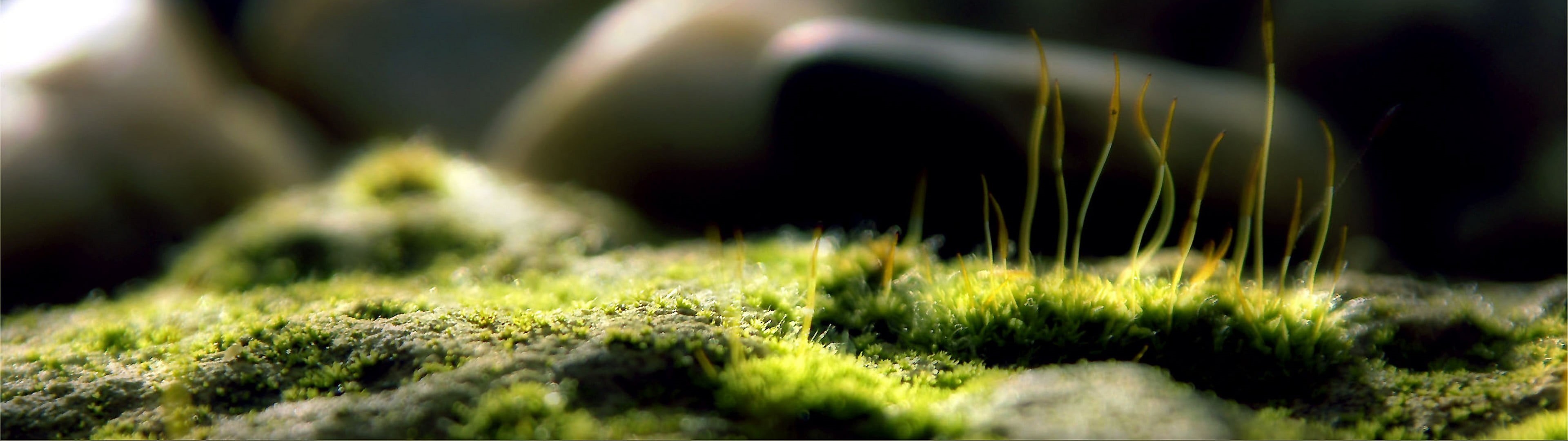 tranquility, outdoors, panoramic, photography, selective focus, multiple display, backgrounds, green, green Color, day, close-up, freshness, 4K, macro, HD Wallpaper