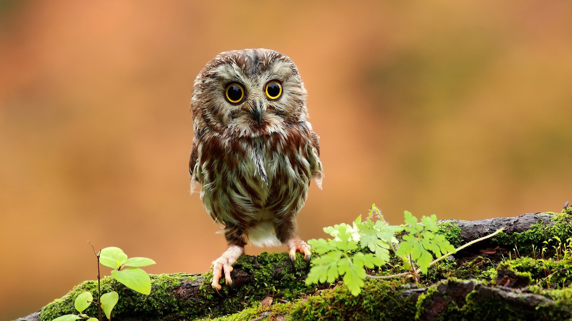 animal Eye, portrait, moss, animals Hunting, brown, gray, nature, tree, small, cute, one Animal, photography, close-up, 1080P, perching, birds, beak, looking, HD Wallpaper