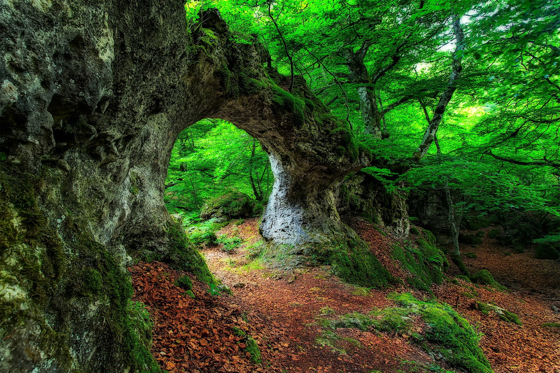 tree, scenics - nature, landscape, non-urban scene, moss, beauty in nature, 1080P, flowing water, water, outdoors, day, tree trunk, tranquility, no people, HD Wallpaper