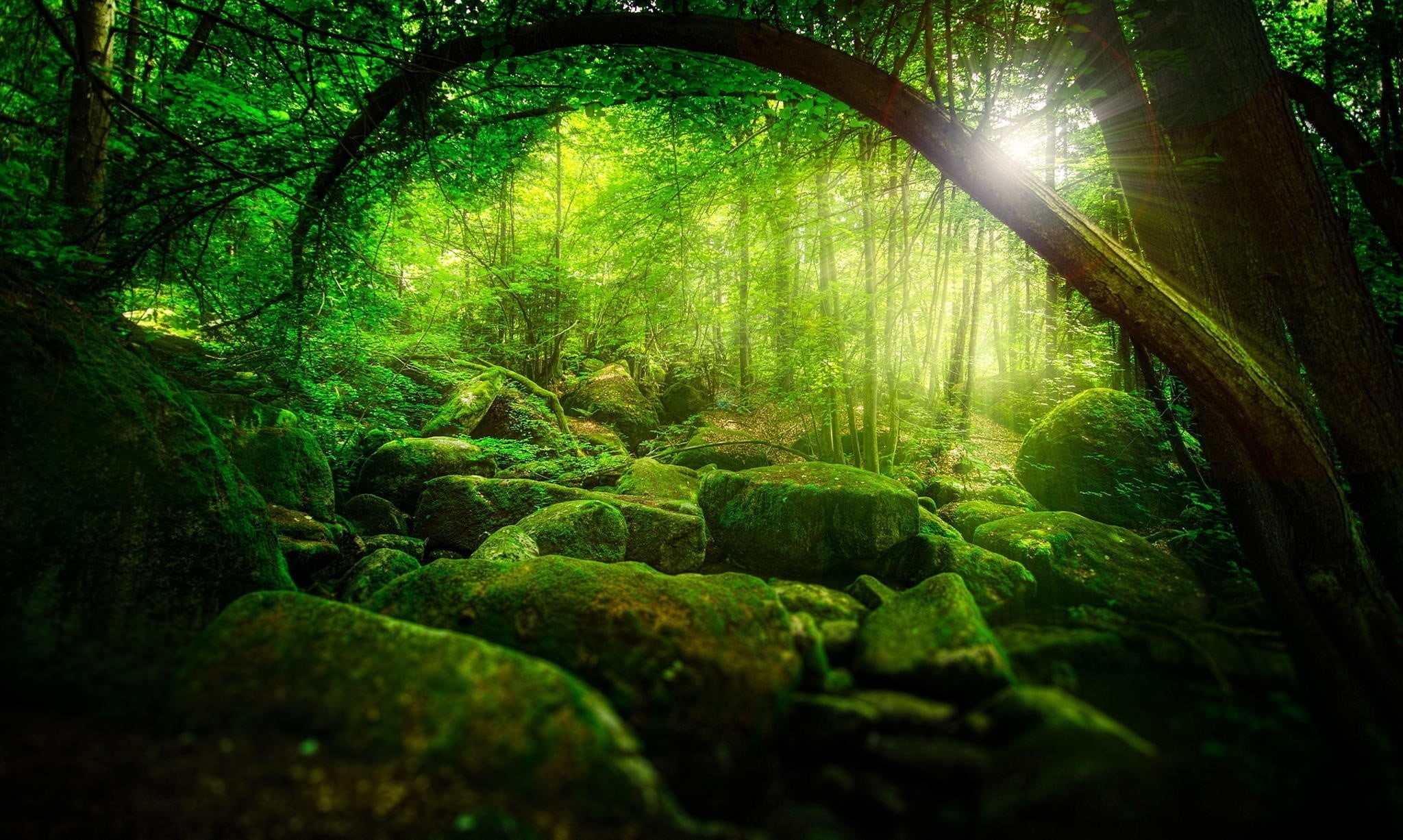 beauty in nature, non-urban scene, sunlight, sunbeam, tree trunk, green color, outdoors, forest, scenics - nature, branch, lens flare, no people, HD Wallpaper