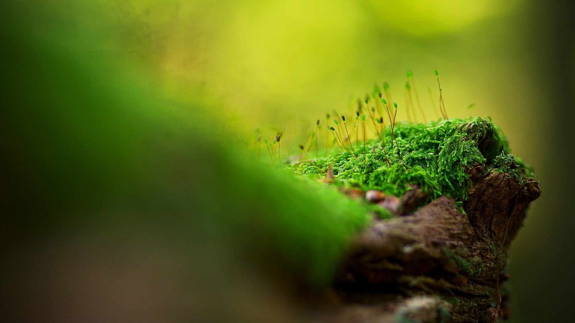 moss, wood - material, lichen, grass, leaf, growth, season, tranquility, land, green Color, day, focus, close-up, 1080P, springtime, forest, tree, backgrounds, HD Wallpaper