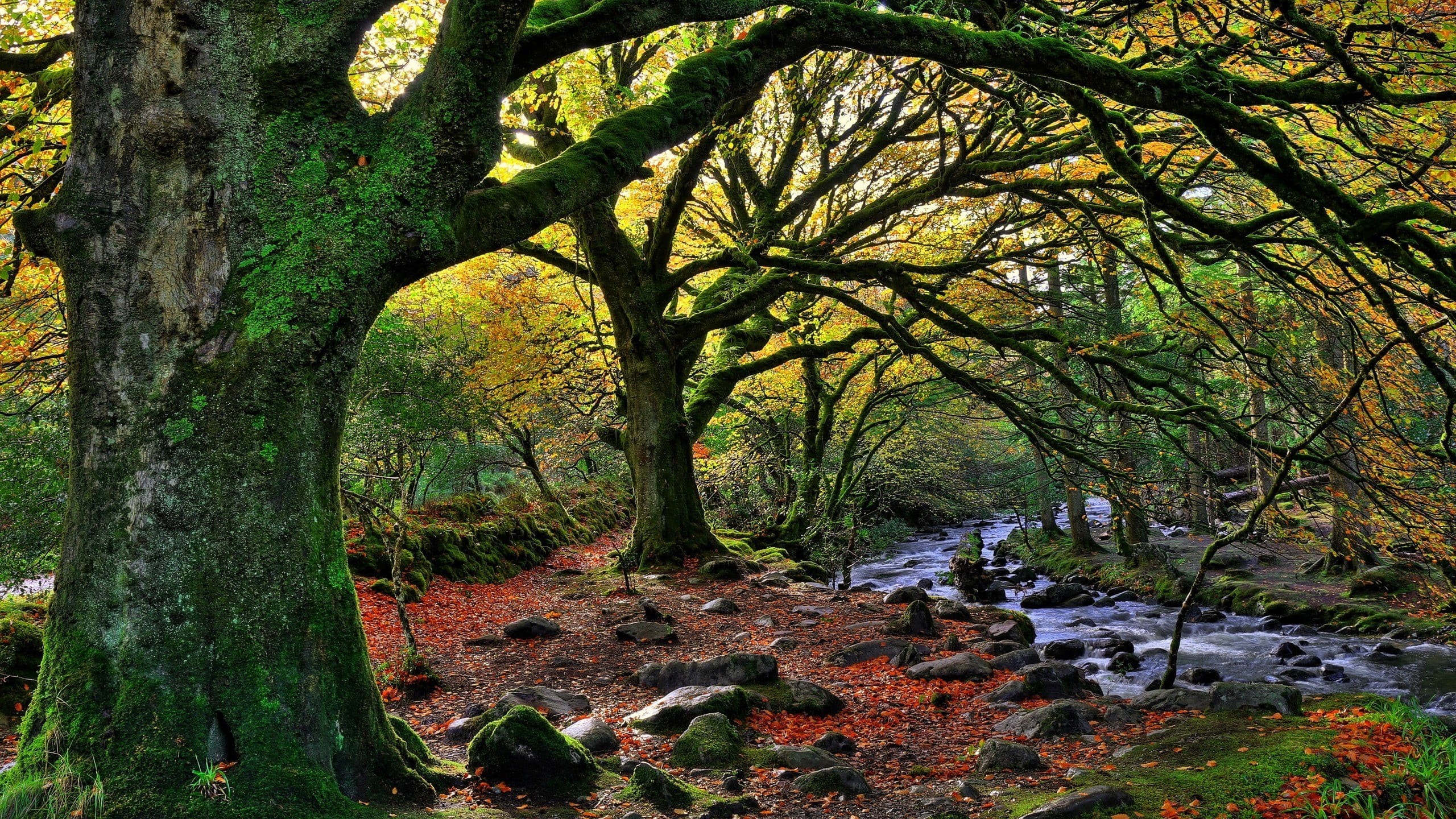 green color, water, no people, flowing water, stream, fall, outdoors, branch, rock, tranquil scene, plant, day, tree, nature, 2K, growth, trees, land, HD Wallpaper