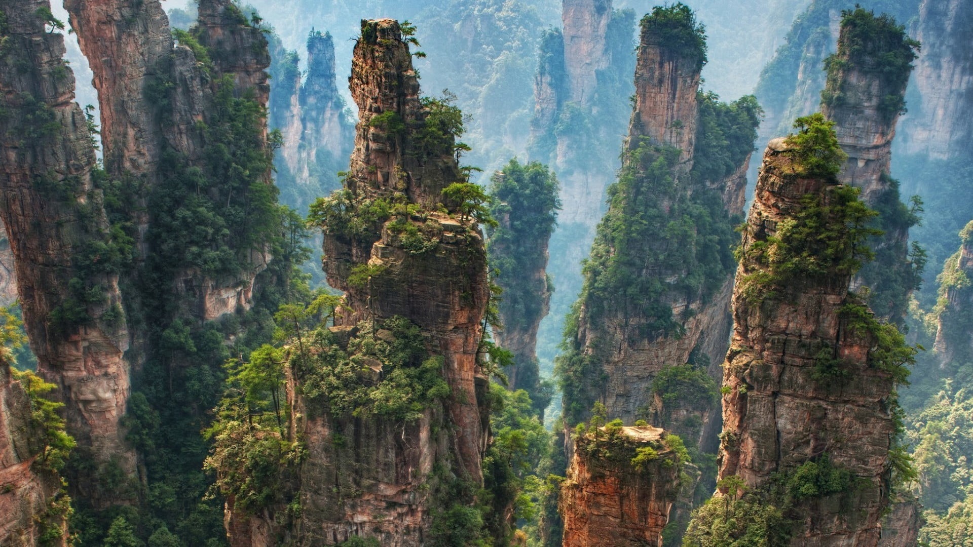 day, vegetation, plant, growth, national park, rock, tree trunk, formation, tranquil scene, 1080P, hunan, outdoors, landscape, nature reserve, beauty in nature, HD Wallpaper