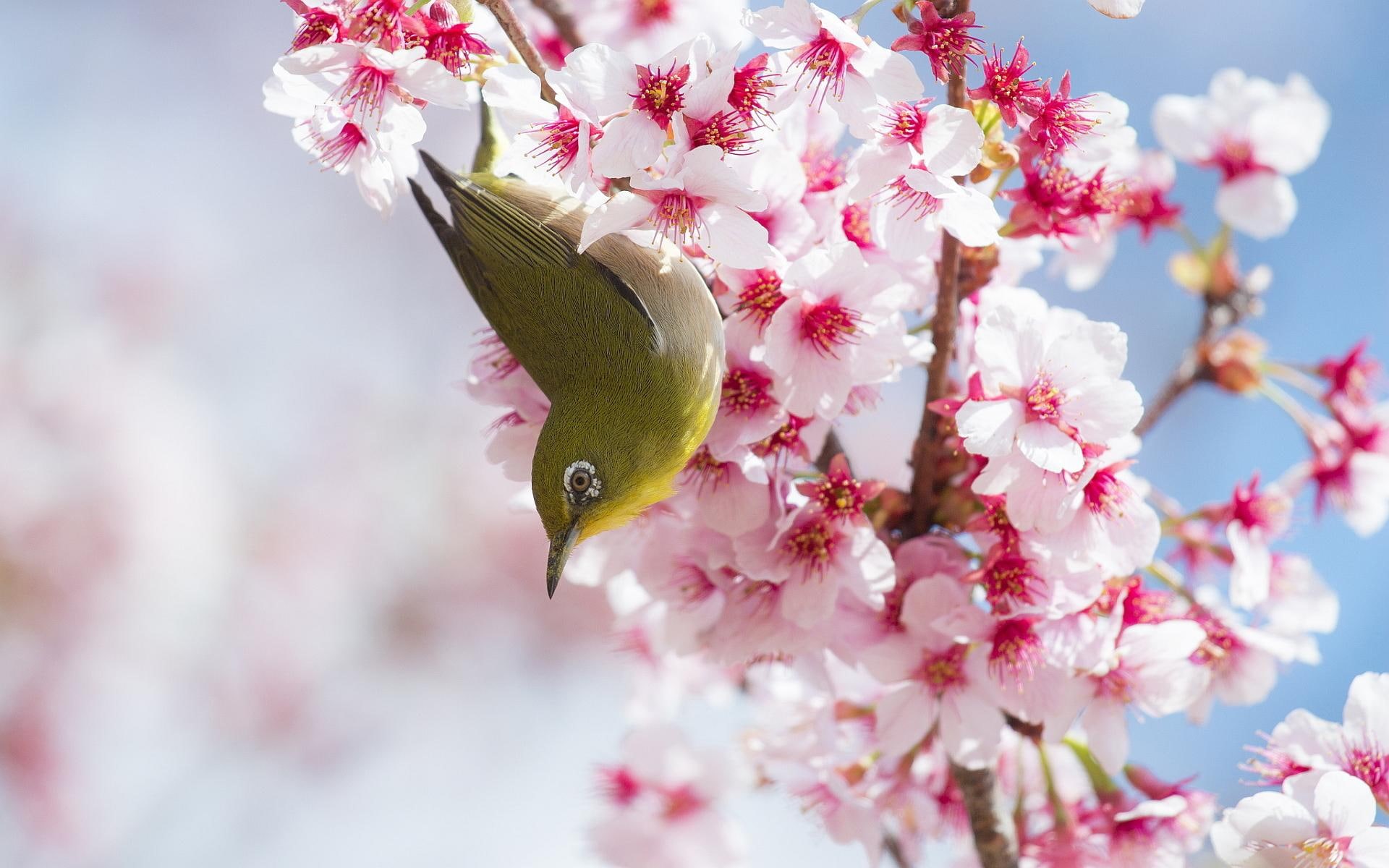 bird, flowers, cherry, beautiful, cherry blossoms, blossoms, 1080P, HD Wallpaper