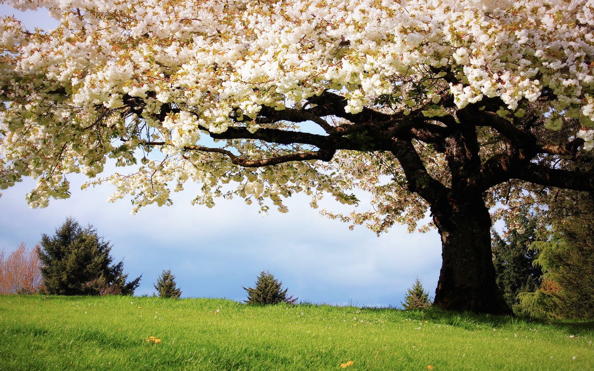 Trees, Full, Spring, 1080P, Nature, White, Cherry, Blossoms, Bloom, HD Wallpaper