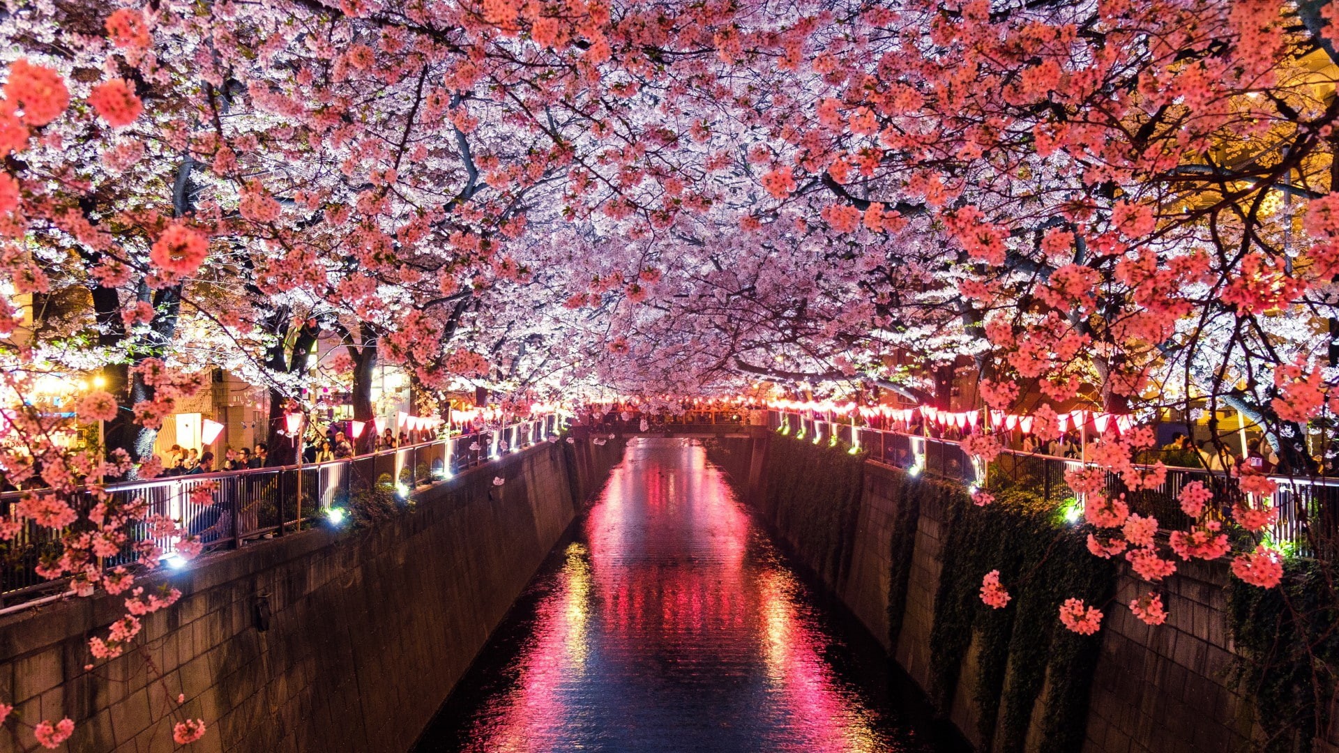 nature, cherry blossom festival, cherry blossom, tokyo, meguro river, tunnel, tree, blossom, sakura, 1080P, japan, flower, spring, HD Wallpaper