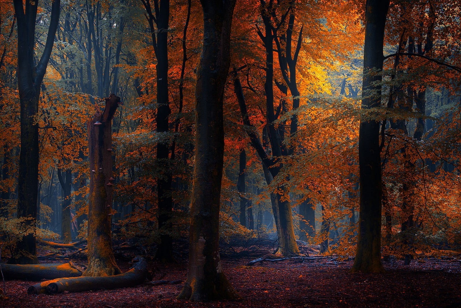 digital, outdoors, woodland, tranquility, leaves, land, fall, forest, trunk, leaf, tree, change, plant, nature, day, beauty in nature, tranquil scene, landscape, HD Wallpaper