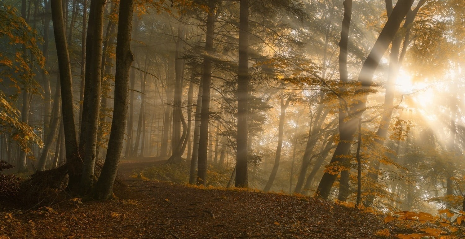 day, scenics - nature, vibrant Color, fall, spooky, multi Colored, yellow, sunset, across, sunlight, nature, leaf, footpath, plant, orange Color, sunbeams, HD Wallpaper