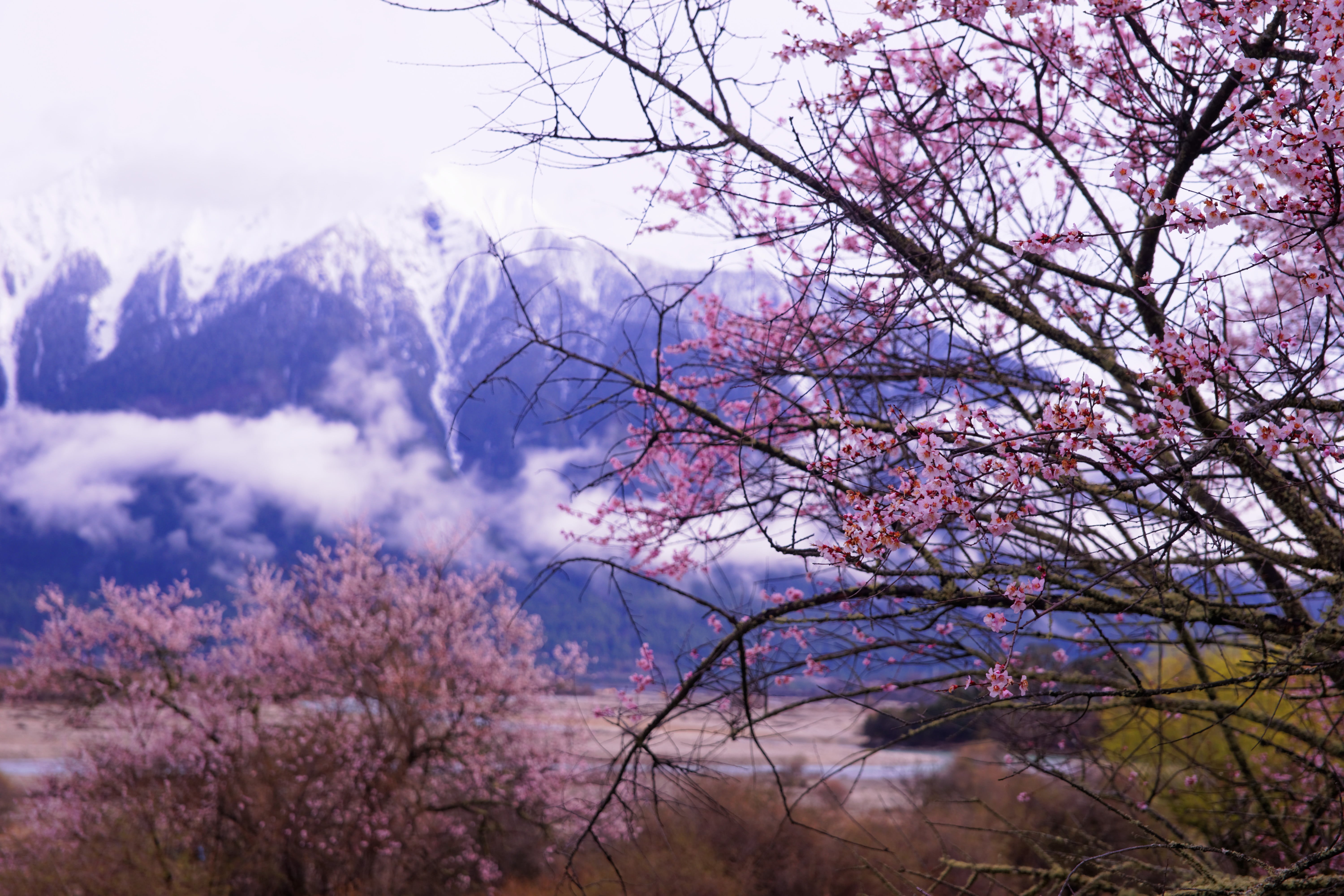 Tibet, springtime, blossom, flowers, peach blossom, pink, nature, cherry Blossom, Nyingchi, tree, flower, pink Color, 5K, landscape, peach, spring, cherry, HD Wallpaper