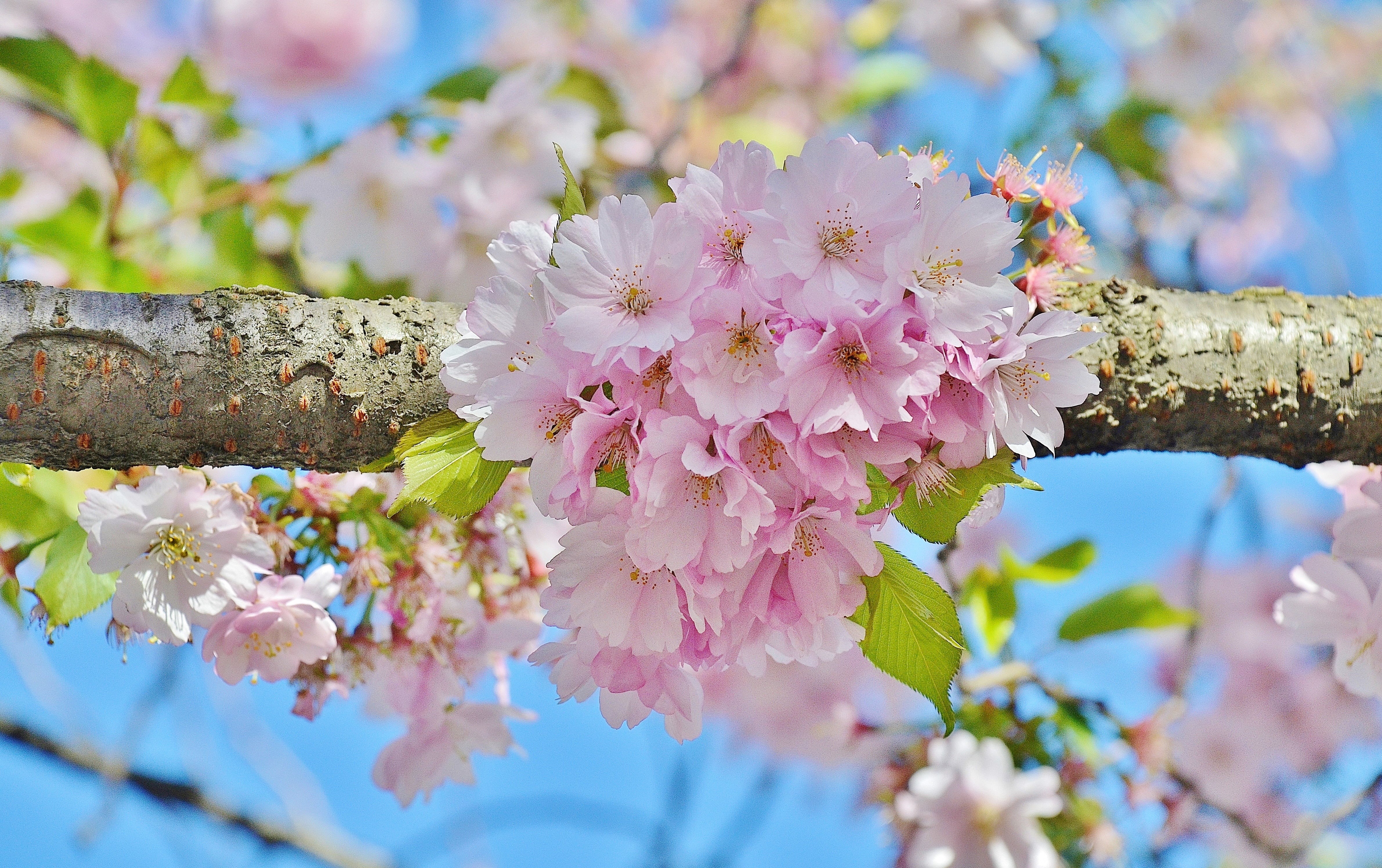 spring, bunch of flowers, japan, tree, natural, freshness, selective focus, pink Color, vulnerability, season, blooming, day, selective, pink, outdoors, HD Wallpaper