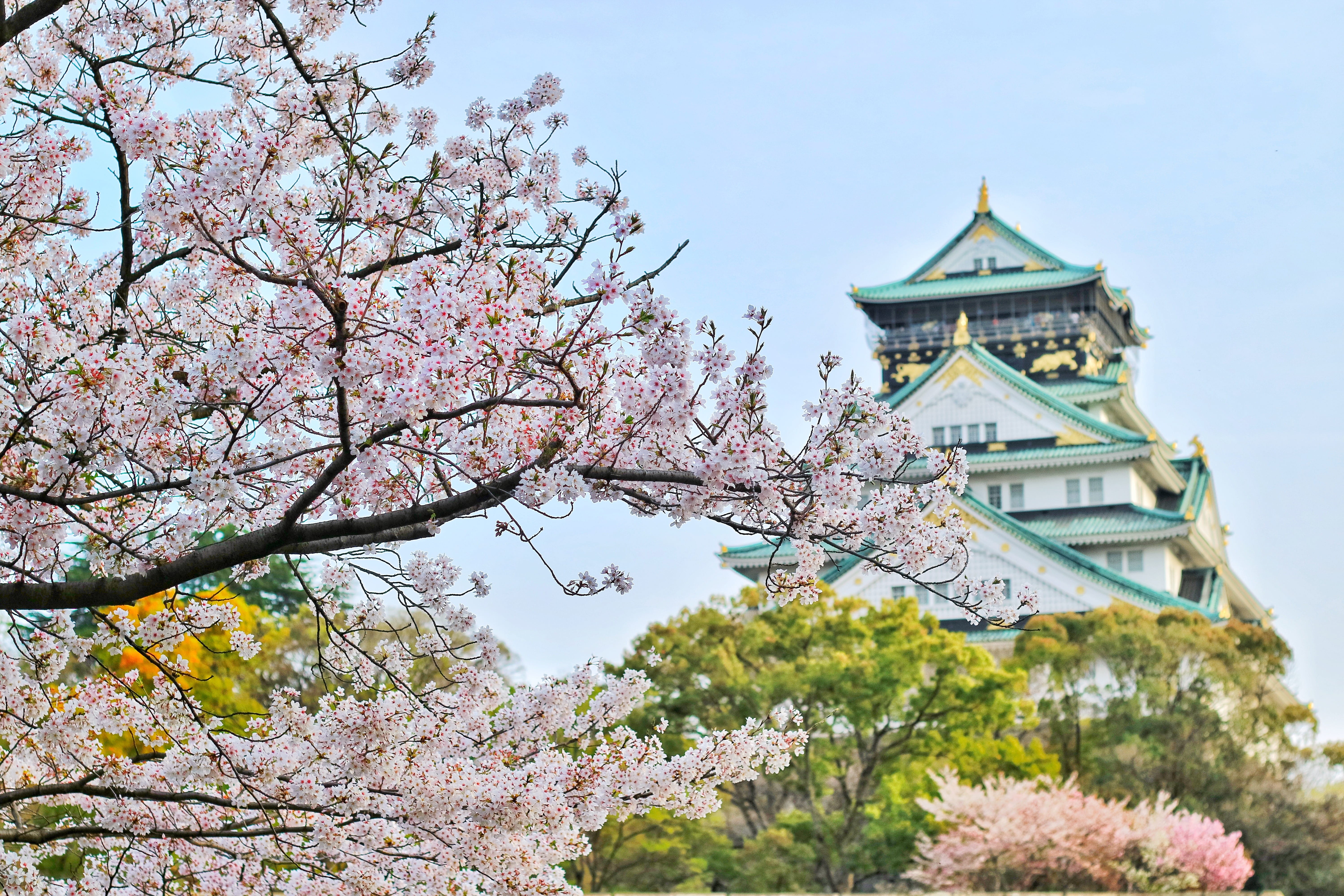cherry blossom, flowers, pink color, osaka, cherry blossoms, flowering plant, sky, flower, park, springtime, cherry tree, building, bright, growth, day, HD Wallpaper