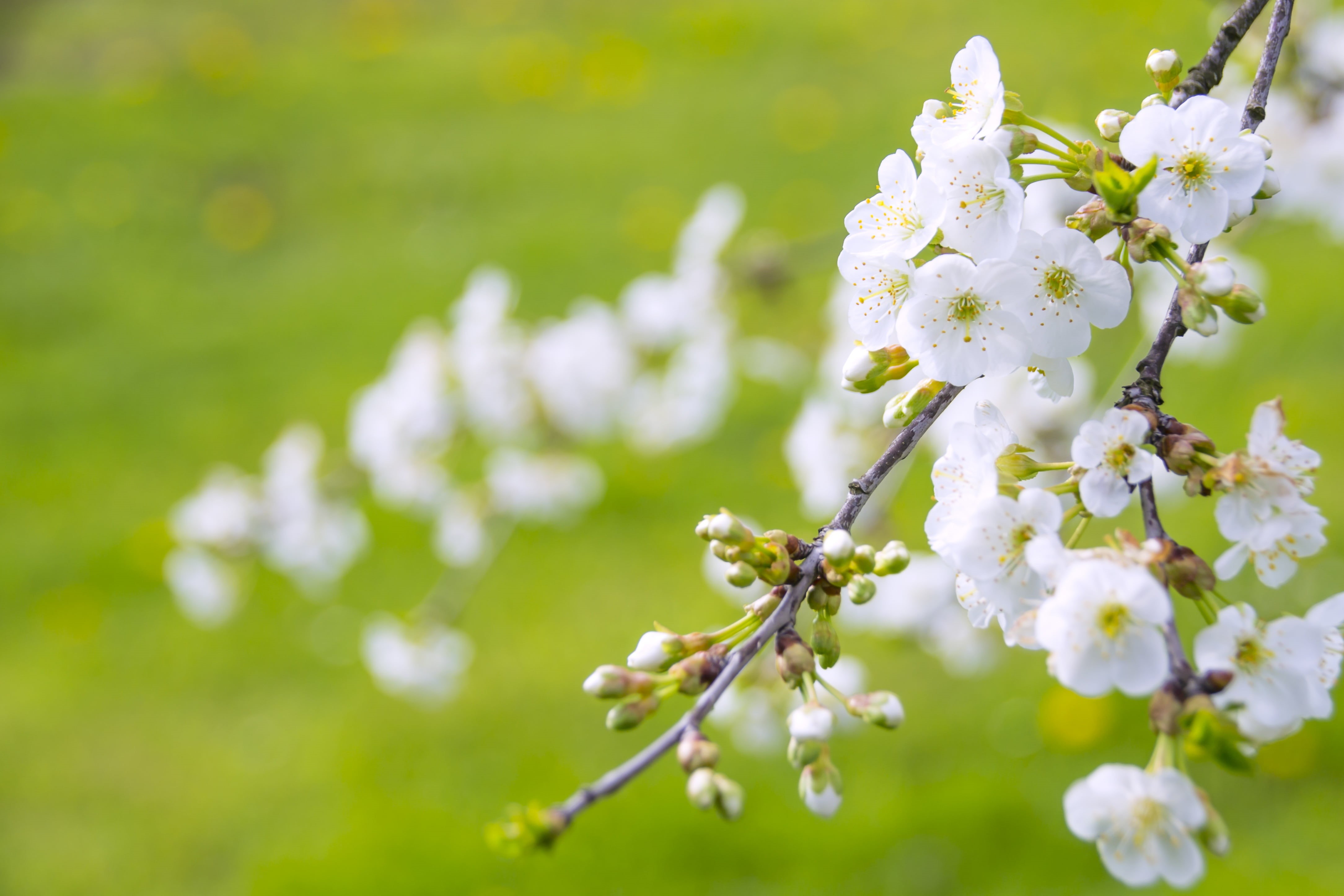no people, summer, vulnerability, growth, japan, tree of life, garden, flower Head, photo, paradise, flower, petal, freshness, focus on foreground, blooming flowers, HD Wallpaper