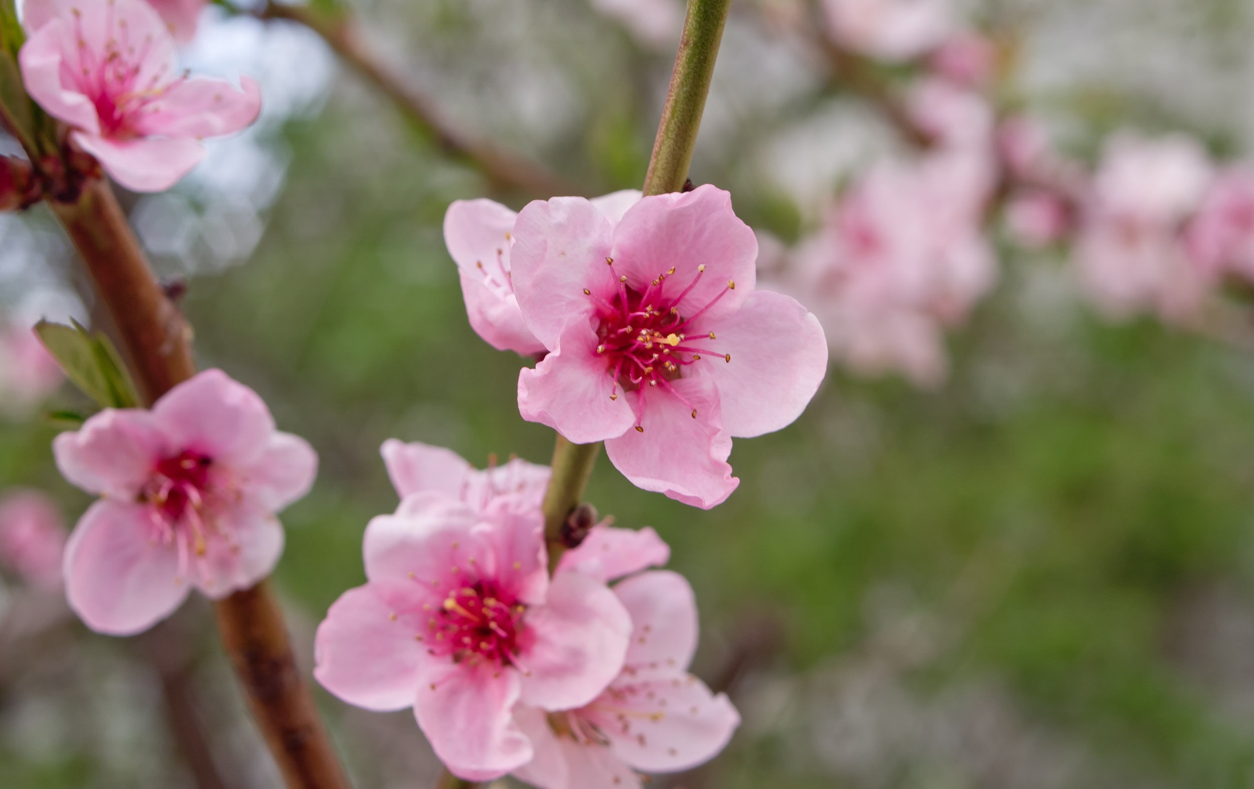 flower, tree, spring, selective, petal, 1080P, focus, photography, cherry, pink, весна, blossoms, Cherry Blossoms, bokeh, pink Color, plant, Kiev, close-up, HD Wallpaper