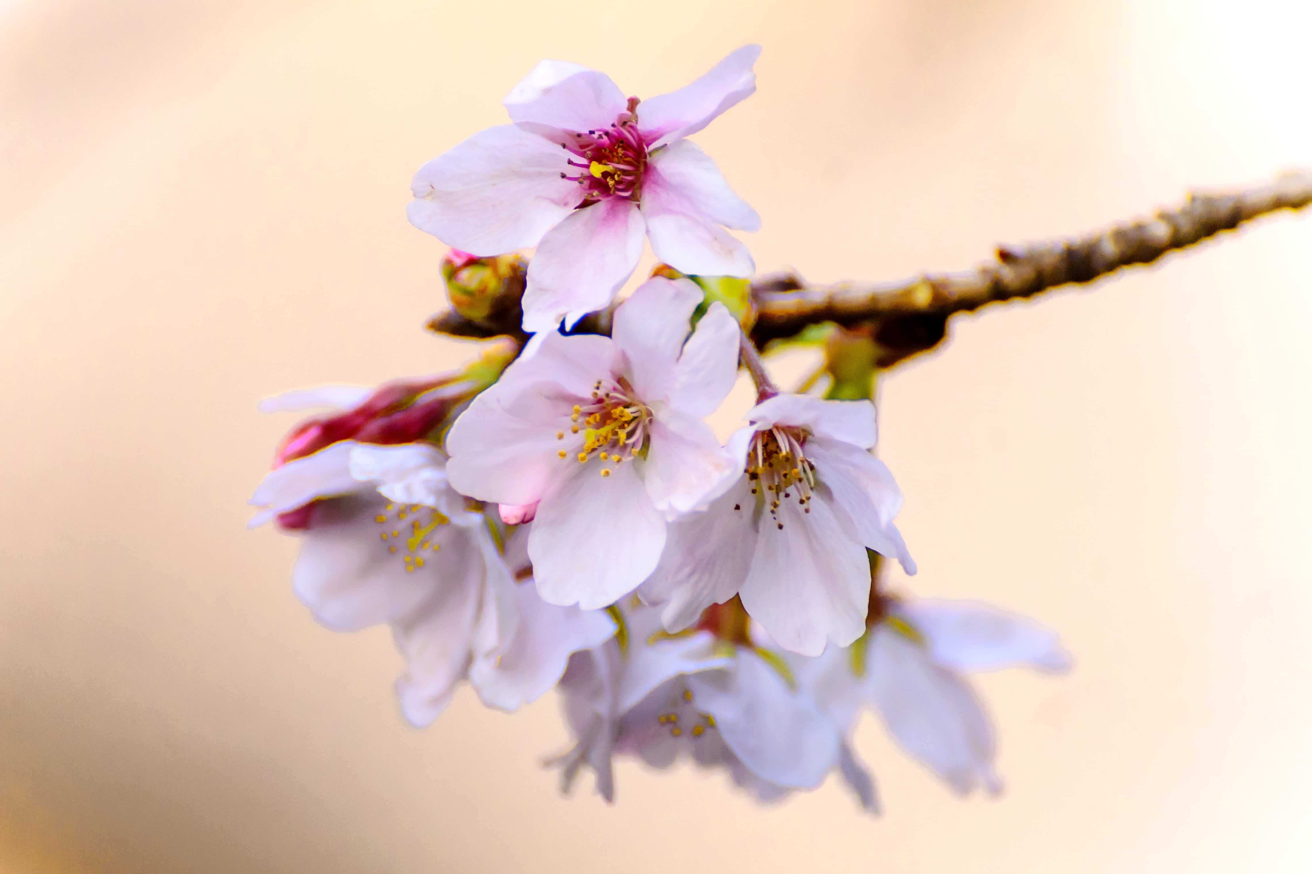 pink Color, Kanagawa, springtime, close-up, Nature, Somei-Yoshino, F/4, CLUB, Cherry  Blossom, petal, Plant, Field, branch, Yokohama, Model, March, blossom, HD Wallpaper
