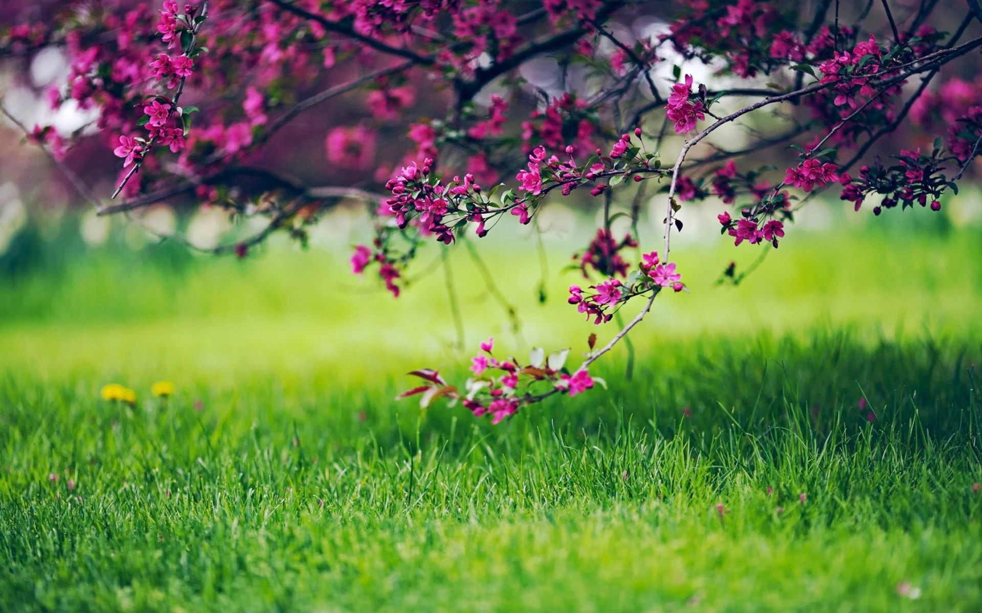 blue, backgrounds, pink, pink Color, land, meadow, grass, day, multi Colored, 1080P, leaf, green Color, flowering plant, tree, beauty In Nature, flower, HD Wallpaper