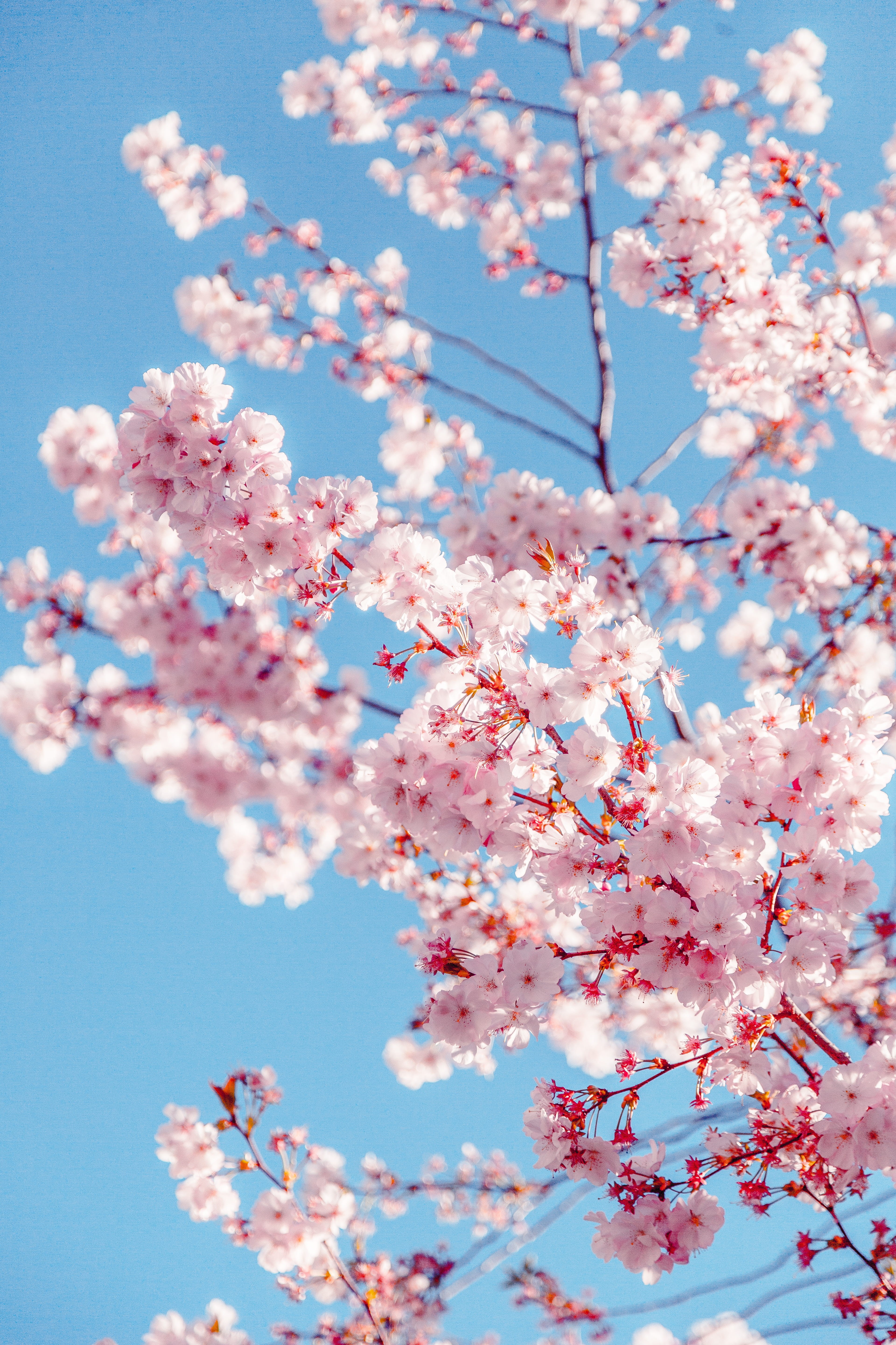 springtime, day, season, low angle shot, blooming, tree, outdoors, bright, flowers, fragility, cherry blossoms, low angle view, cherry tree, background, Phone HD Wallpaper