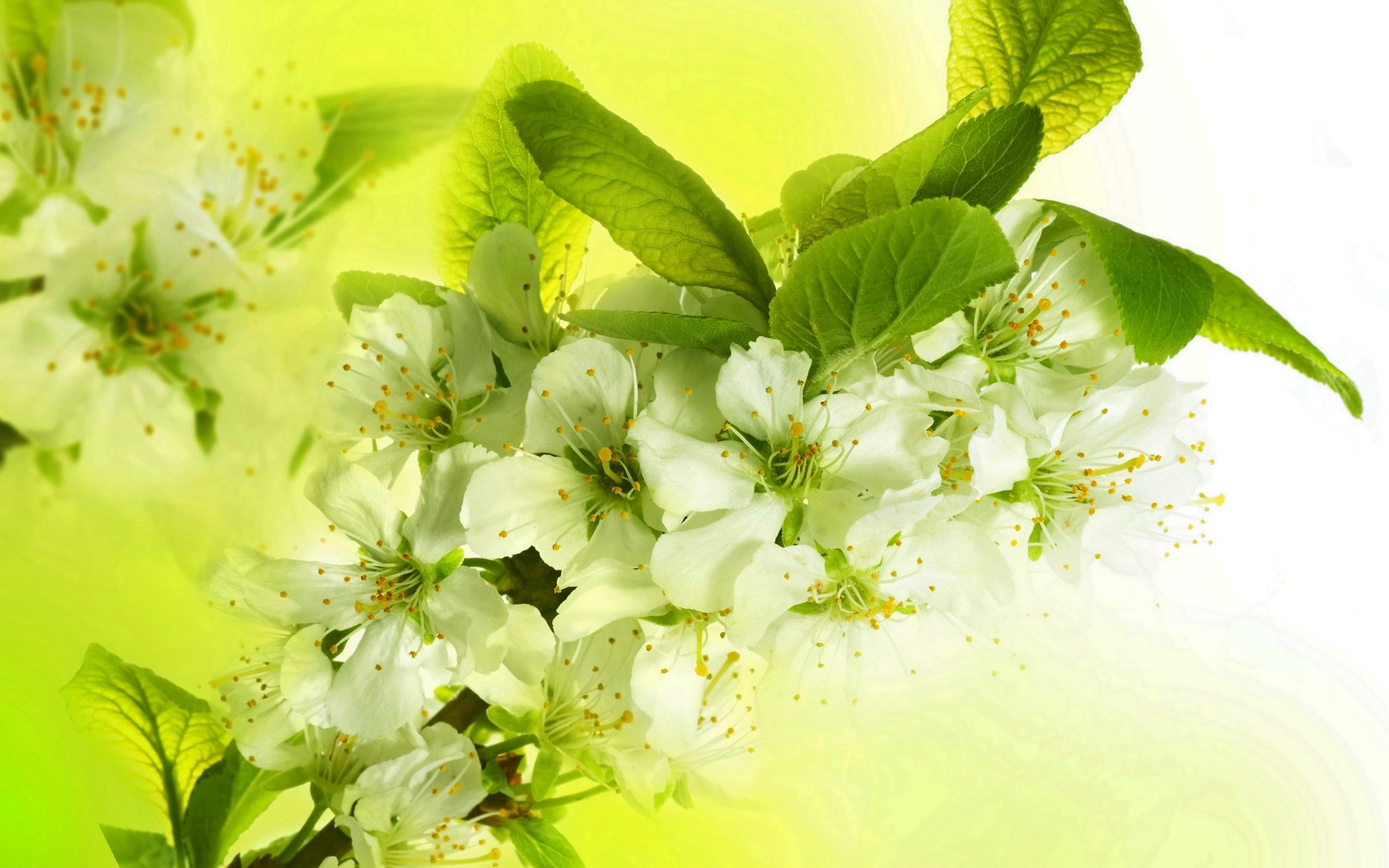 leaves, petals, plant, springtime, food and drink, vulnerability, green color, white color, flower arrangement, apple tree, flowering plant, 2K, food, HD Wallpaper