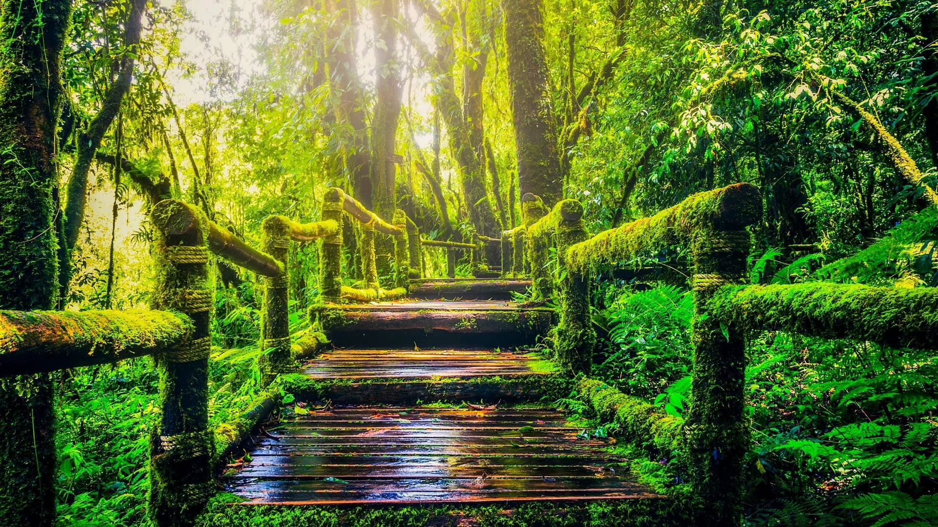 green color, jungle, nature, 1080P, direction, riparian forest, scenics - nature, plant, bridge, reflection, tree, foliage, the way forward, path, vegetation, HD Wallpaper