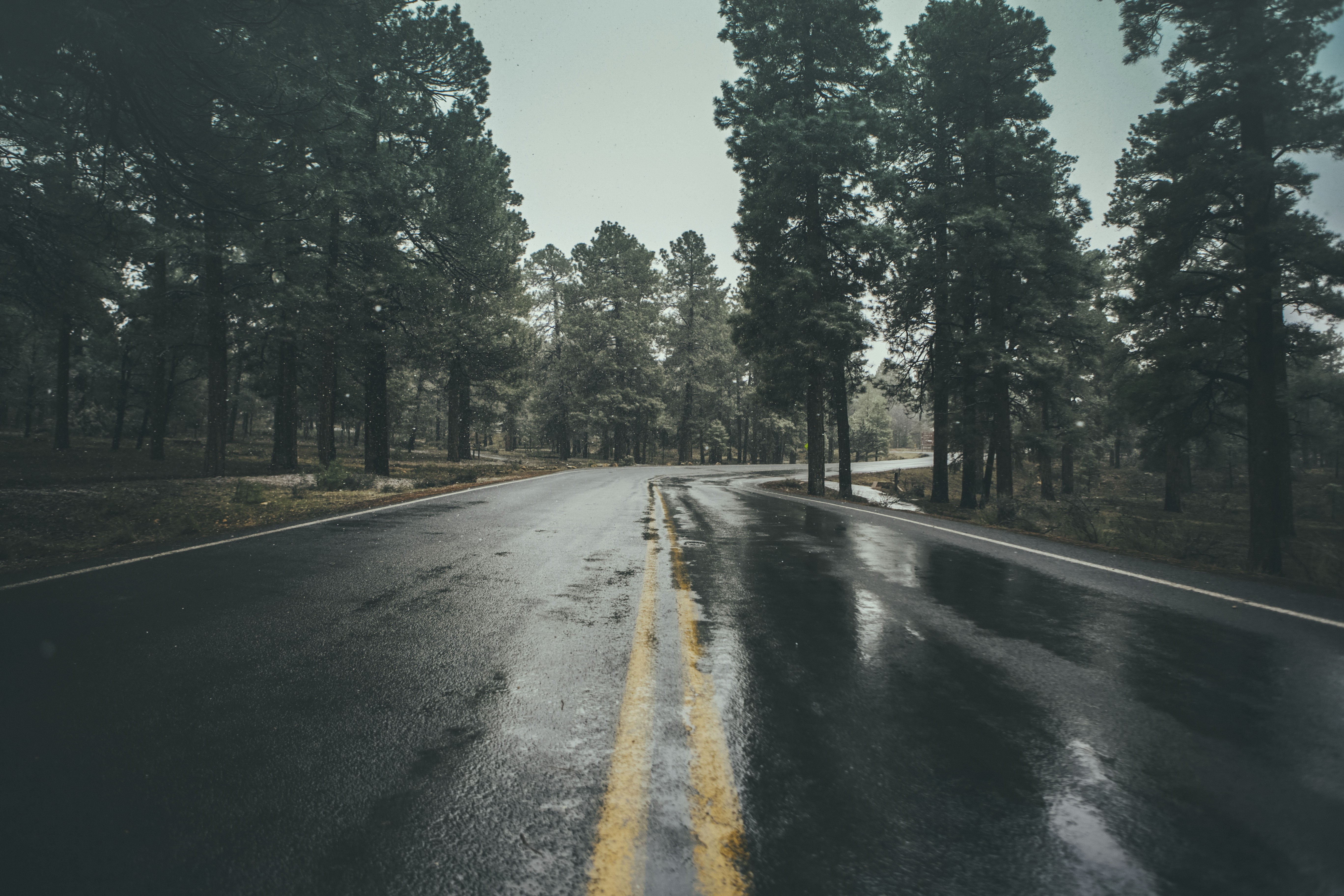 5K, growth, sign, tree, trees, rain, landscape, highway, street, travel, the way forward, beauty in nature, wet, black, treelined, plant, transportation, HD Wallpaper