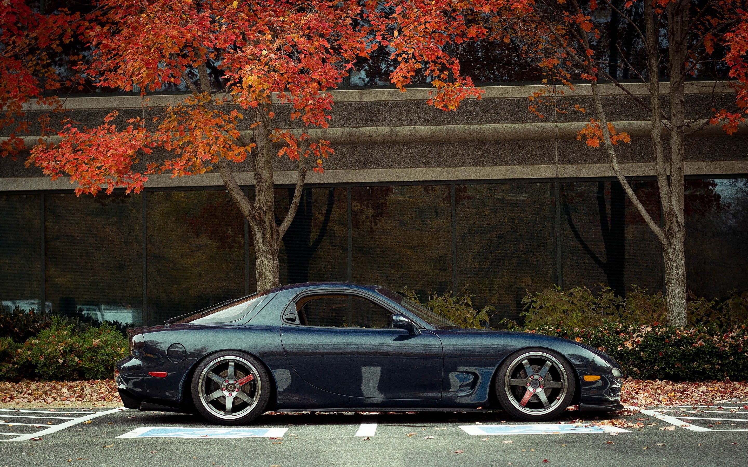 tree, change, outdoors, autumn, retro styled, no people, mode of transportation, architecture, coupe, built structure, day, car, motor vehicle, luxury, HD Wallpaper