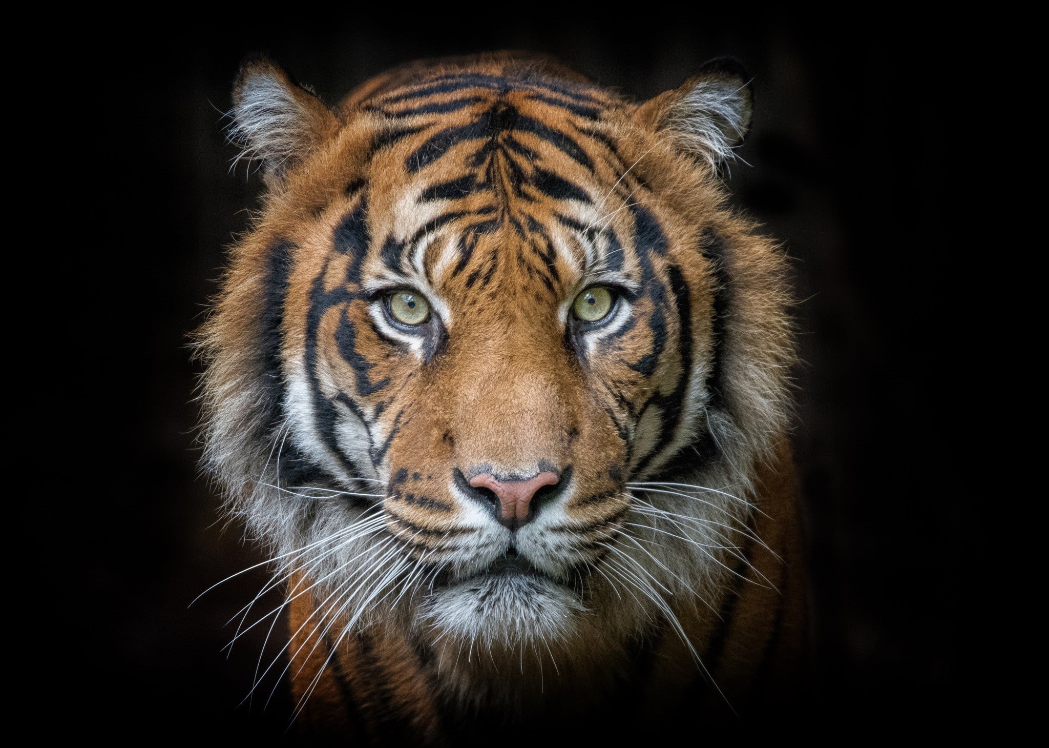 s, eyes, Best s, hd, animal, Amazing Animals, muzzle, predator, tiger, portrait, 1080P, HD Wallpaper