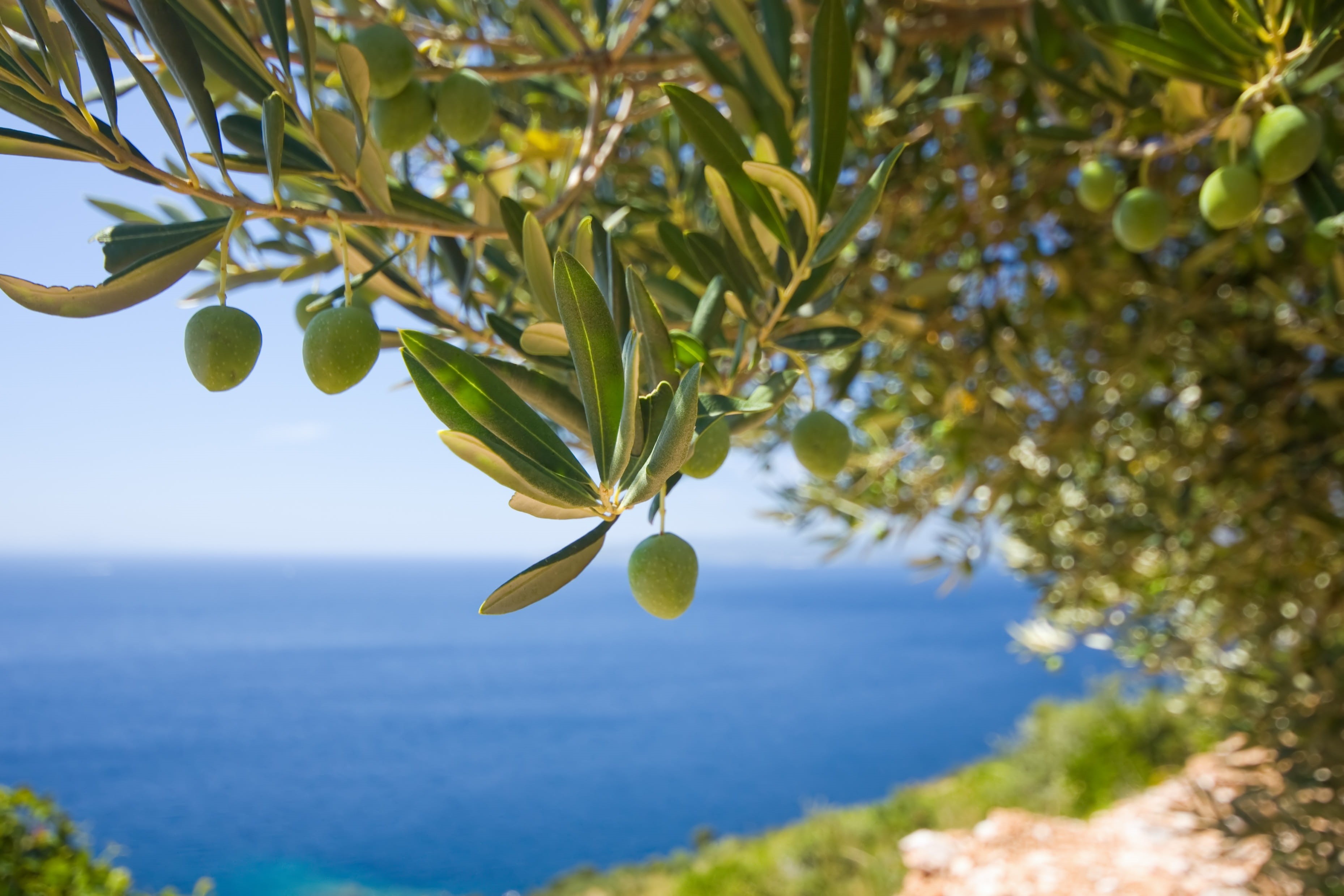 close-up, branch, daytine, sea, bearing, fruit, water, olive, no people, outdoors, food, beauty in nature, 2K, tree, green, growth, freshness, plant part, HD Wallpaper