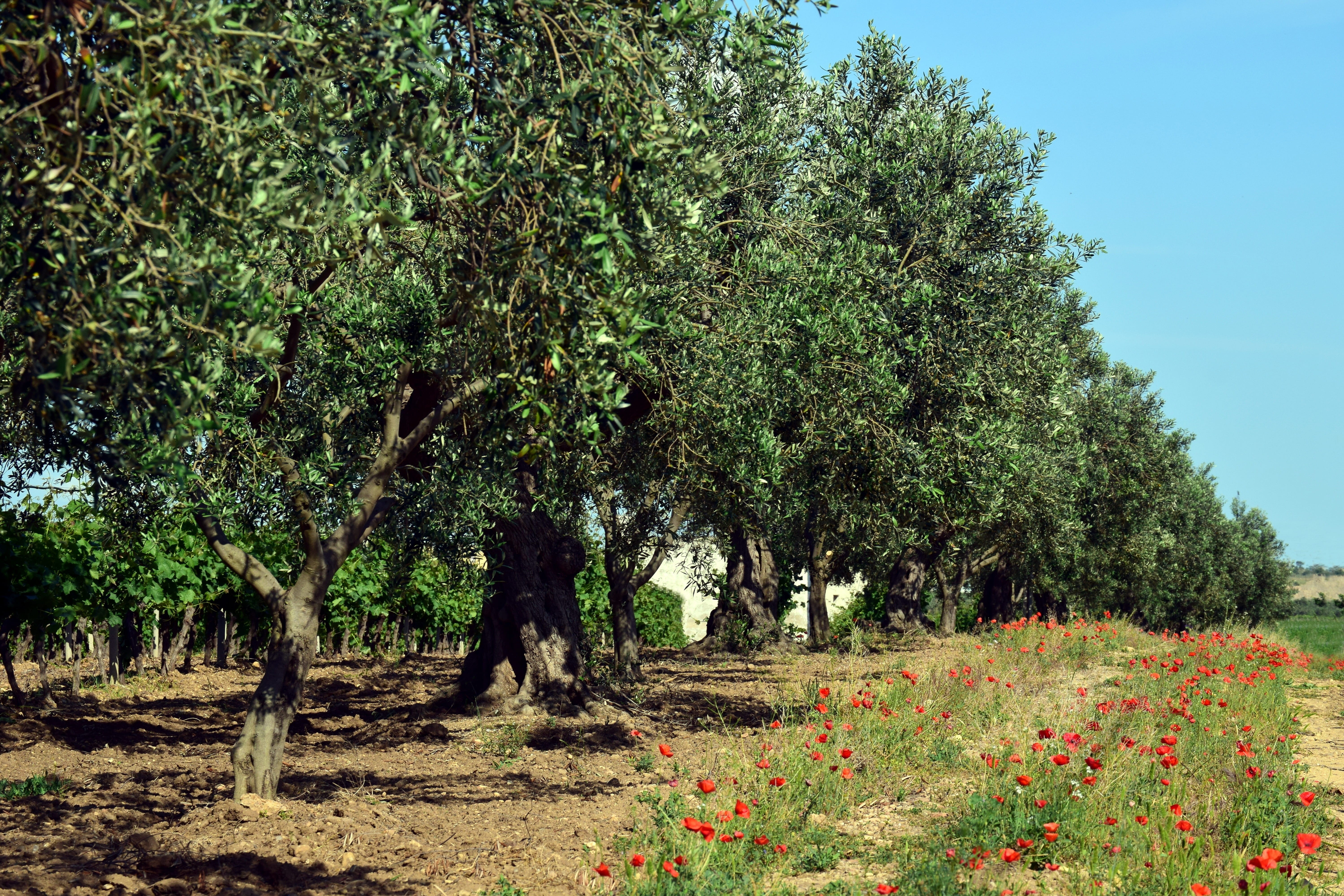 beauty in nature, real people, green, olive garden, plantation, day, nostalgia, tranquility, landscape, poppy, growth, green color, tranquil scene, scenics - nature, HD Wallpaper