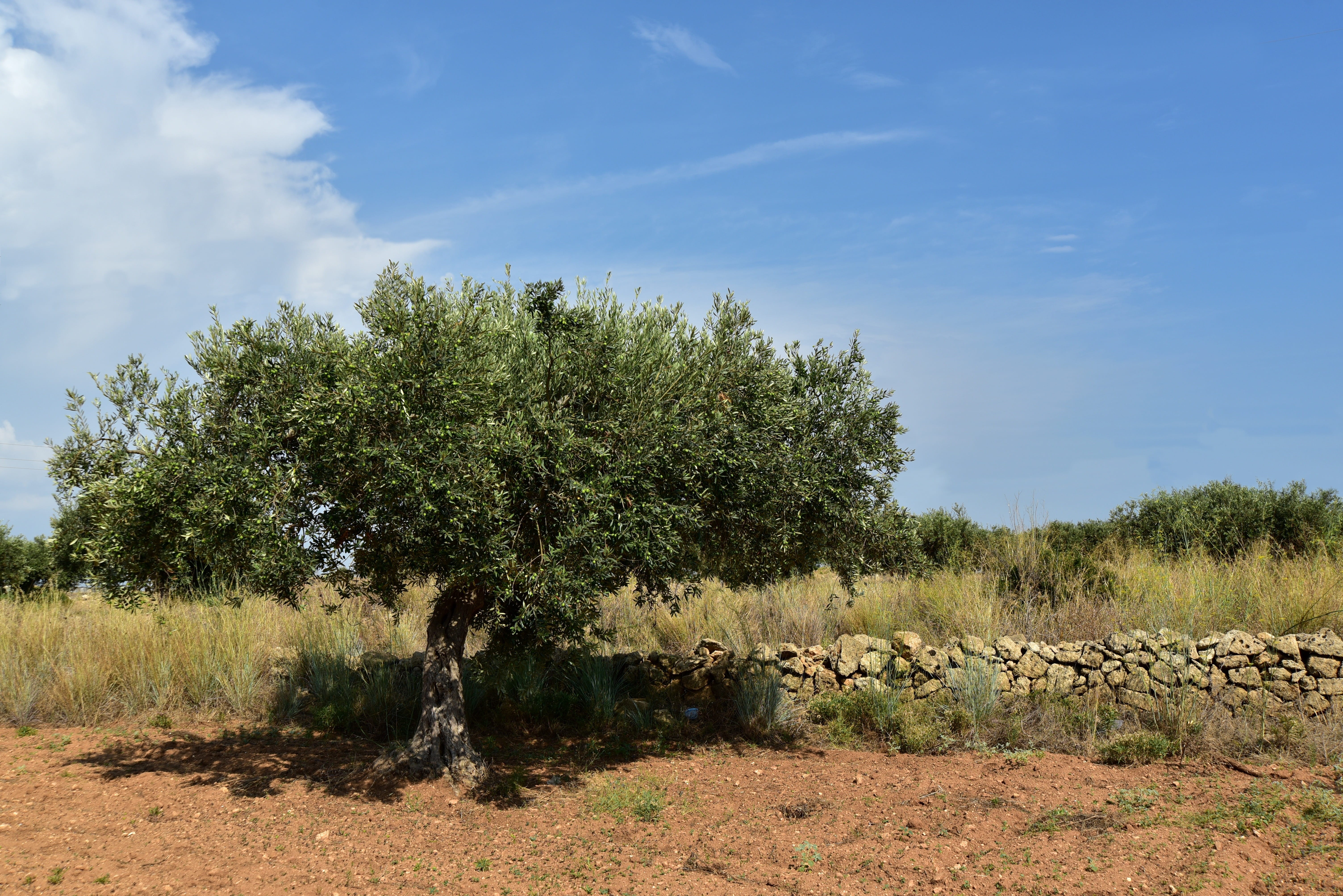 5K, nature, land, olive garden, olive cultivation, agriculture, gnarled, summer, grass, plantation, olives, vegetation, olive grove, sky, mediterranean, HD Wallpaper