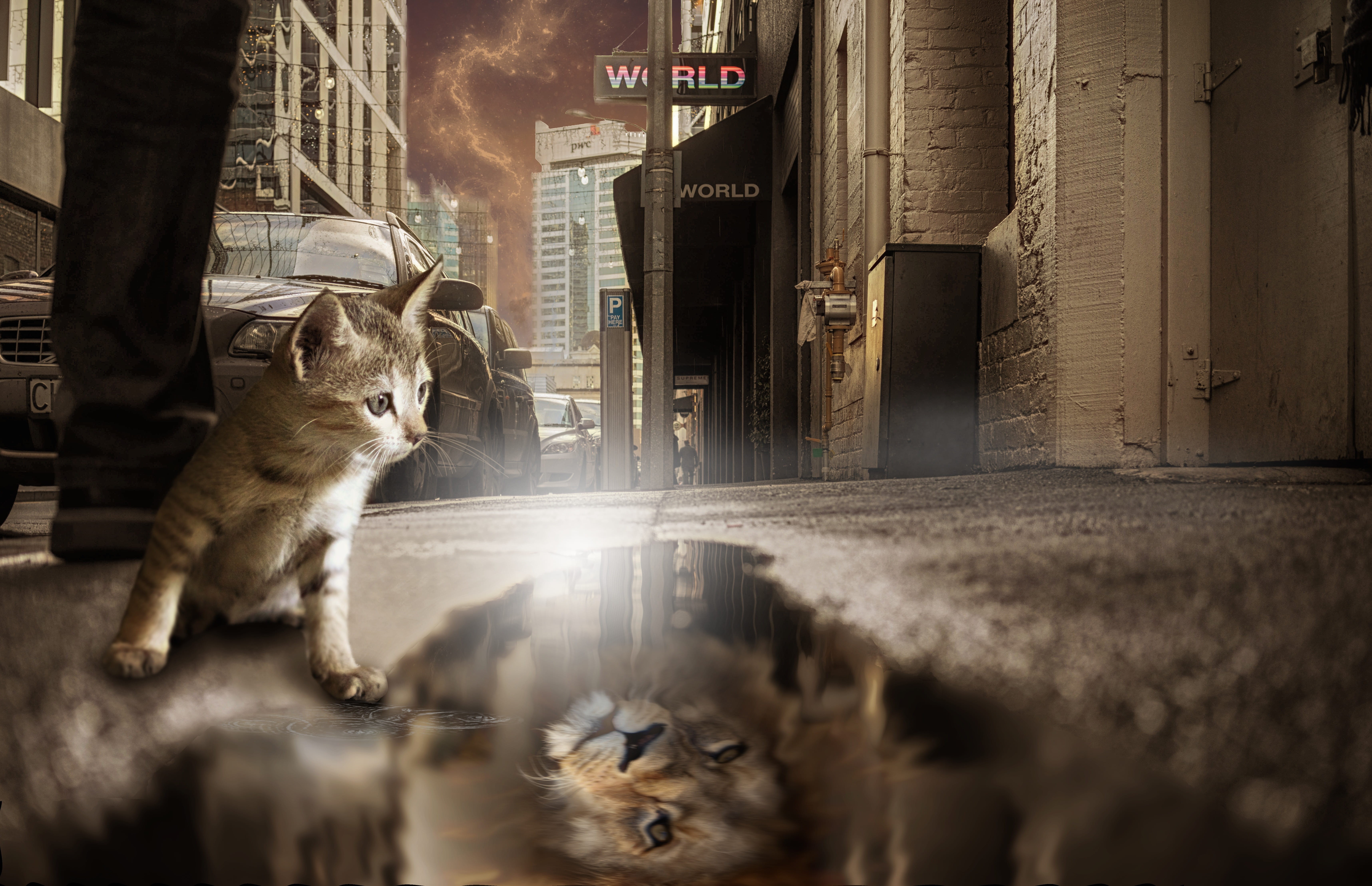 portrait, mirror image, animal, vertebrate, focus on background, entrance, whisker, mammal, sitting, indoors, looking at camera, one animal, 5K, deception, HD Wallpaper
