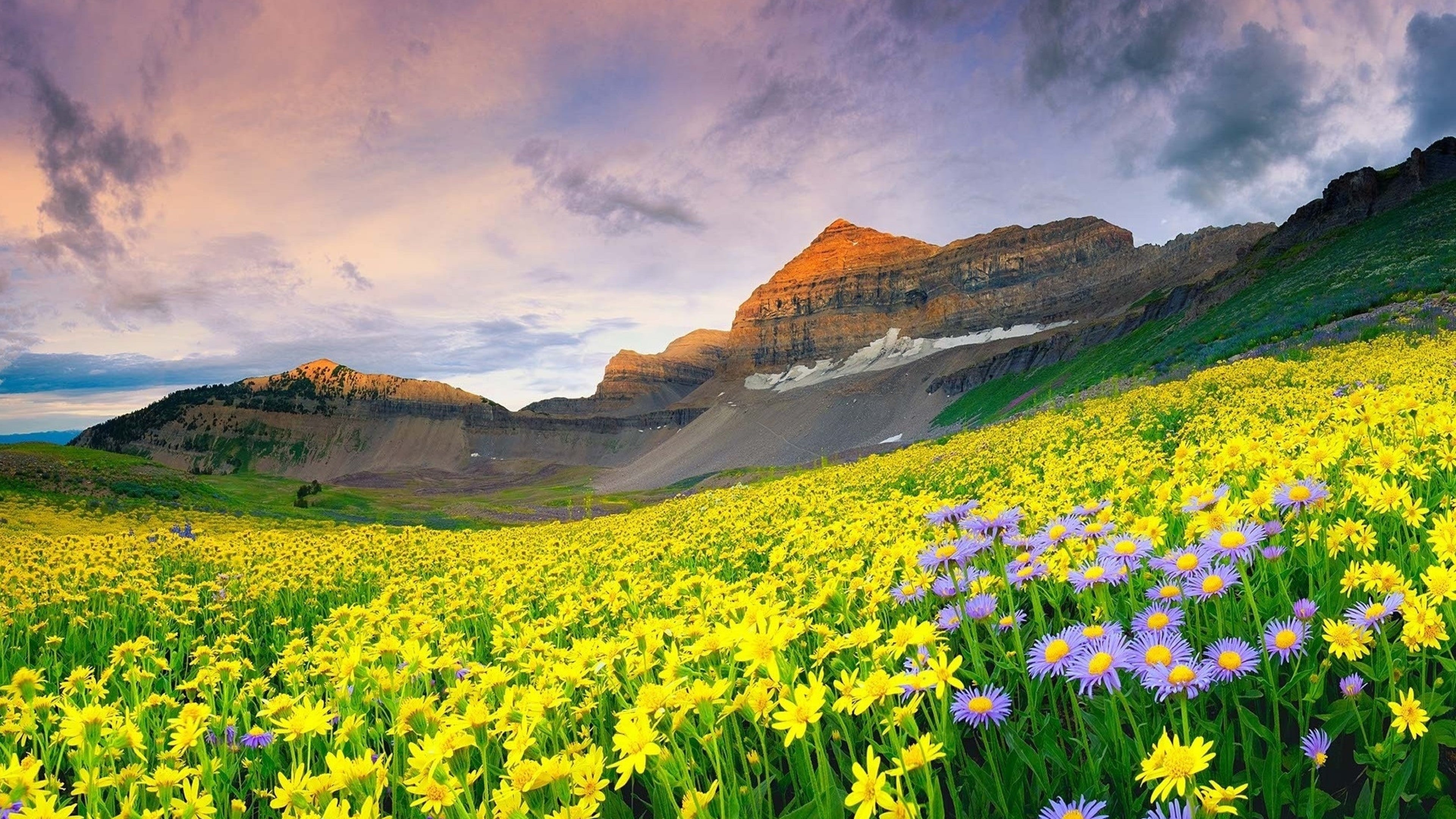 field, idyllic, flower head, flower field, flower carpet, springtime, wildflower, freshness, national park, flower, outdoors, land, environment, landscape, HD Wallpaper