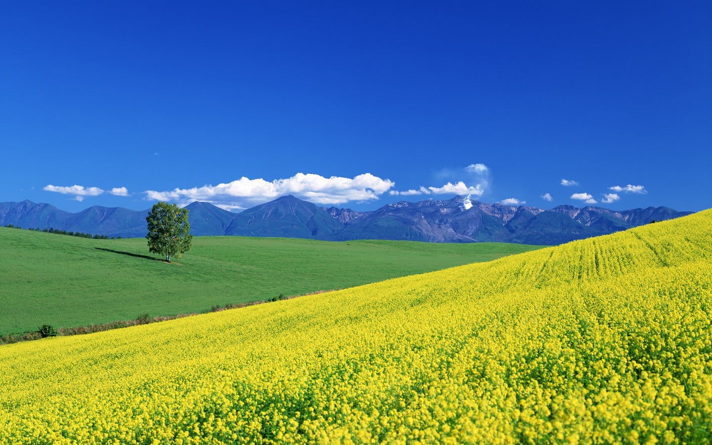 plant, green, nature, rural scene, outdoors, non-urban scene, land, landscape, mountain, vibrant color, blue, flower, springtime, tranquility, trees, clouds, HD Wallpaper