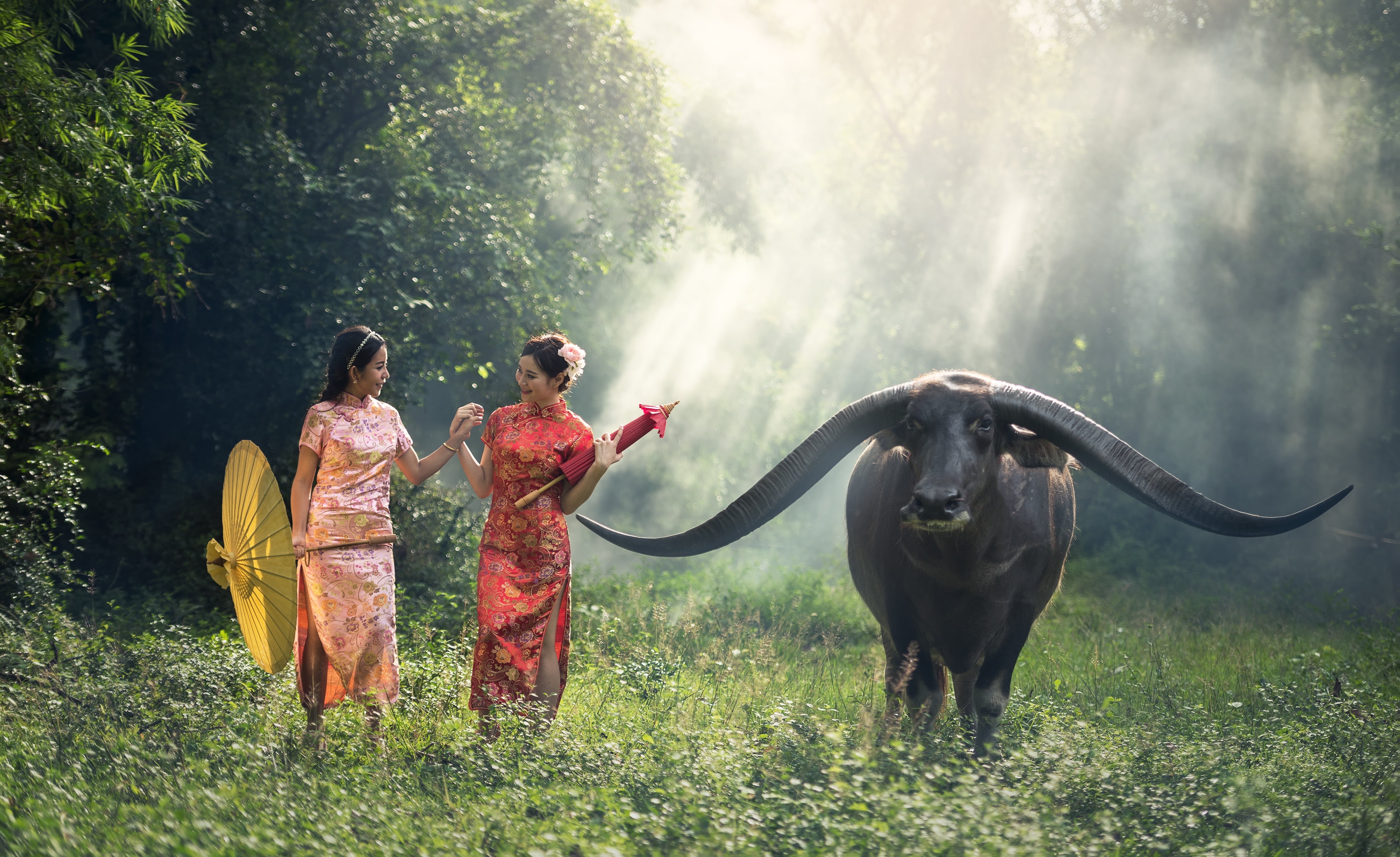 togetherness, summer, mammal, asia, grass, hands, positive emotion, young adult, young, nature, full length, outdoor, domestic, day, face, 4K, countryside, HD Wallpaper