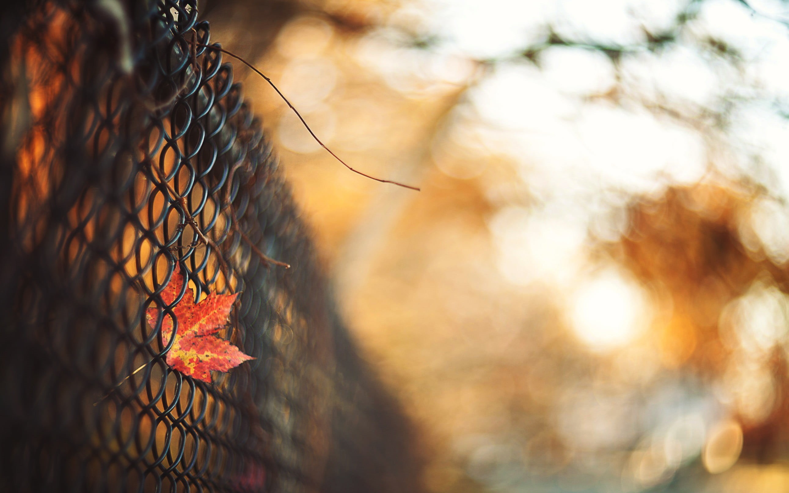 selective focus, no people, security, nature, boundary, cyclone, gray, architecture, leaves, chainlink fence, fence, sunlight, barrier, orange color, focus on foreground, HD Wallpaper