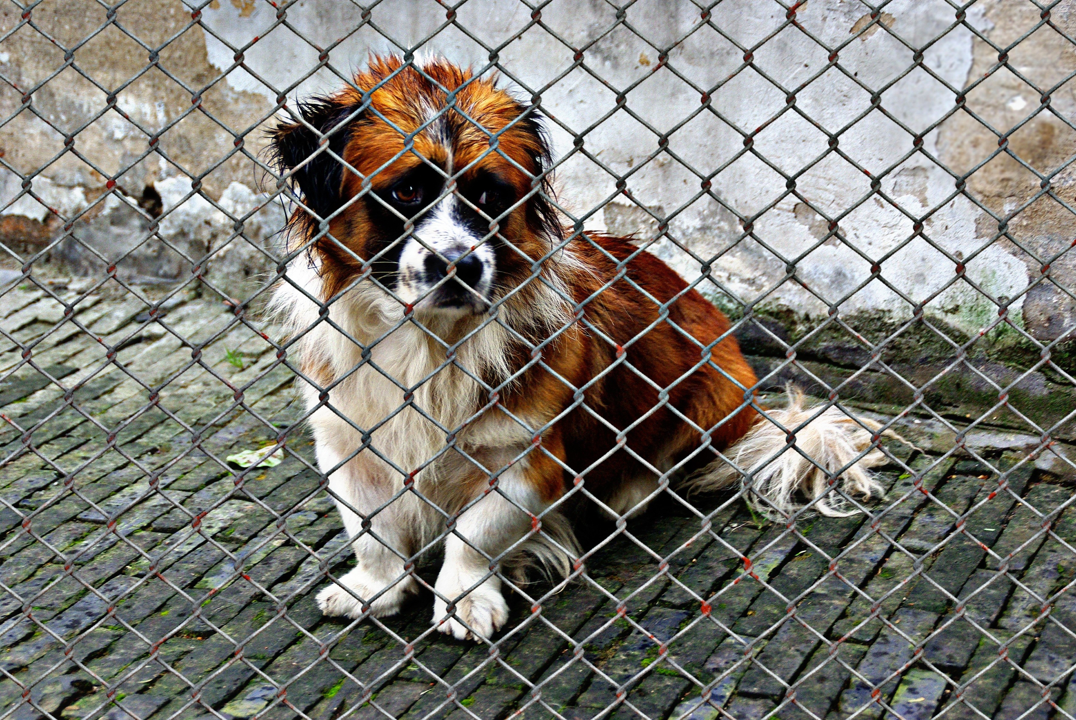 charity, sad, protection, mammal, animal, 2K, sweet, fence, poor animal, outdoors, domestic animals, coated, beside, not, animal themes, animals, vertebrate, HD Wallpaper
