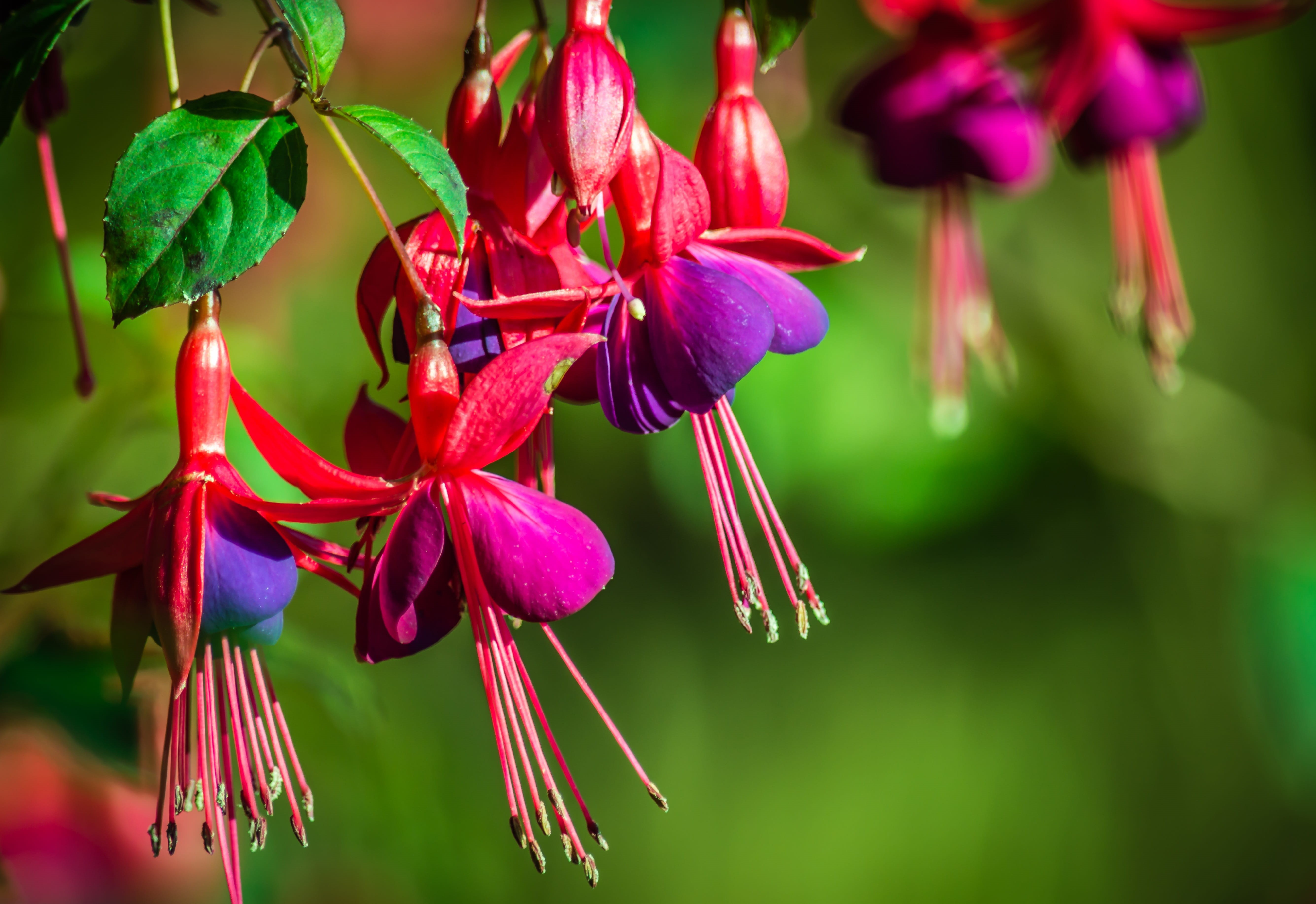 green, fuchsia, growth, season, natural, flowers, bright, focus on foreground, outdoors, petal, gardening, nature, fresh, garden, photography, colourful, HD Wallpaper
