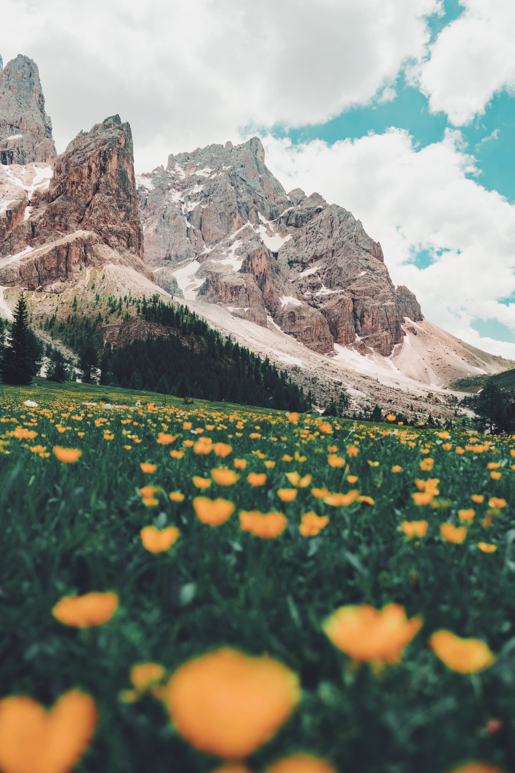 daytime, italy, flower, land, alp, no people, beside, mountain peak, paisaje, environment, poppy, alpi, rock, naturaleza, outdoors, growth, flowers, nature, Phone HD Wallpaper