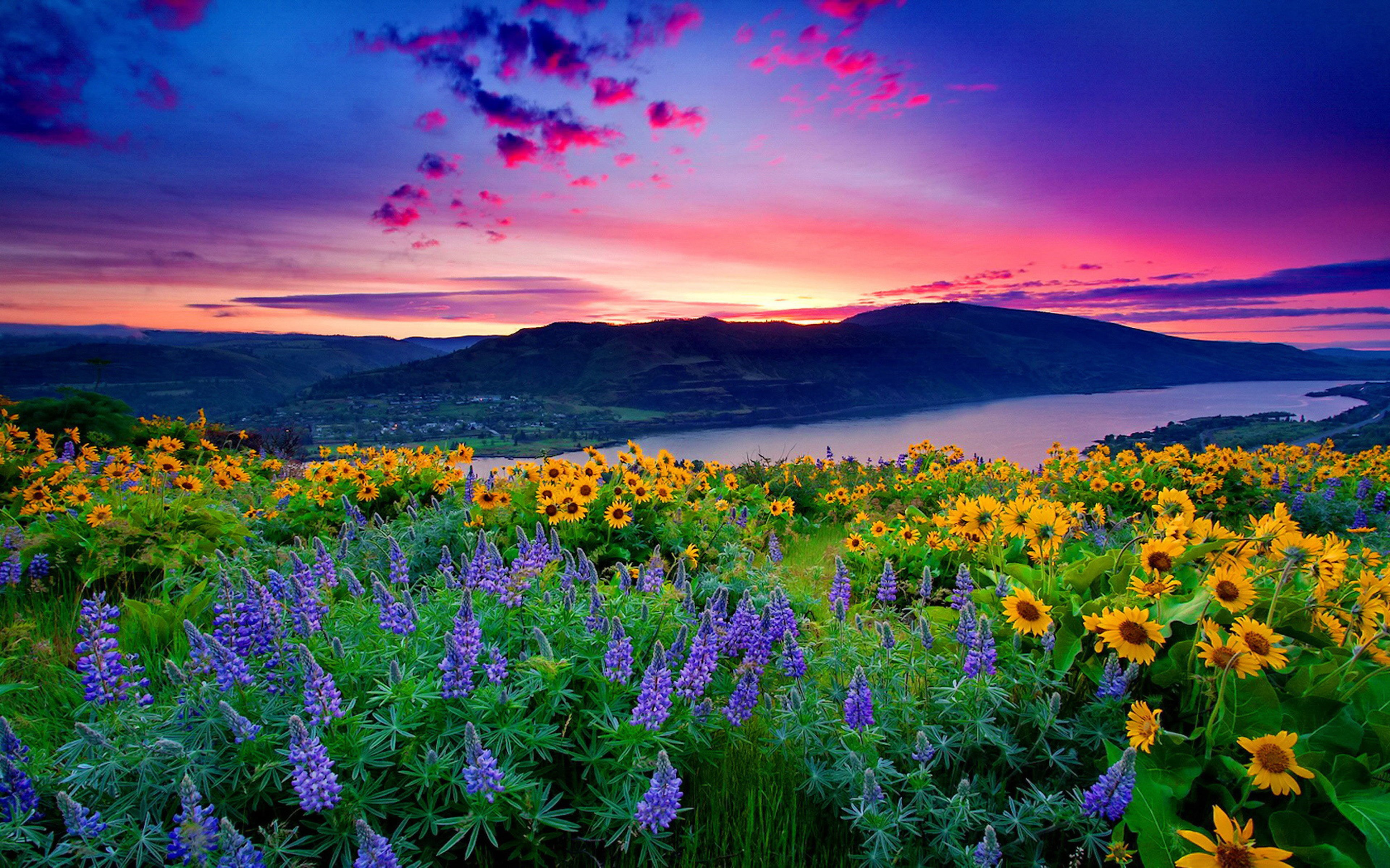 4K, desktop, flowers, no people, flower, land, tranquility, rural scene, flower head, cloud - sky, agriculture, beauty in nature, environment, HD Wallpaper