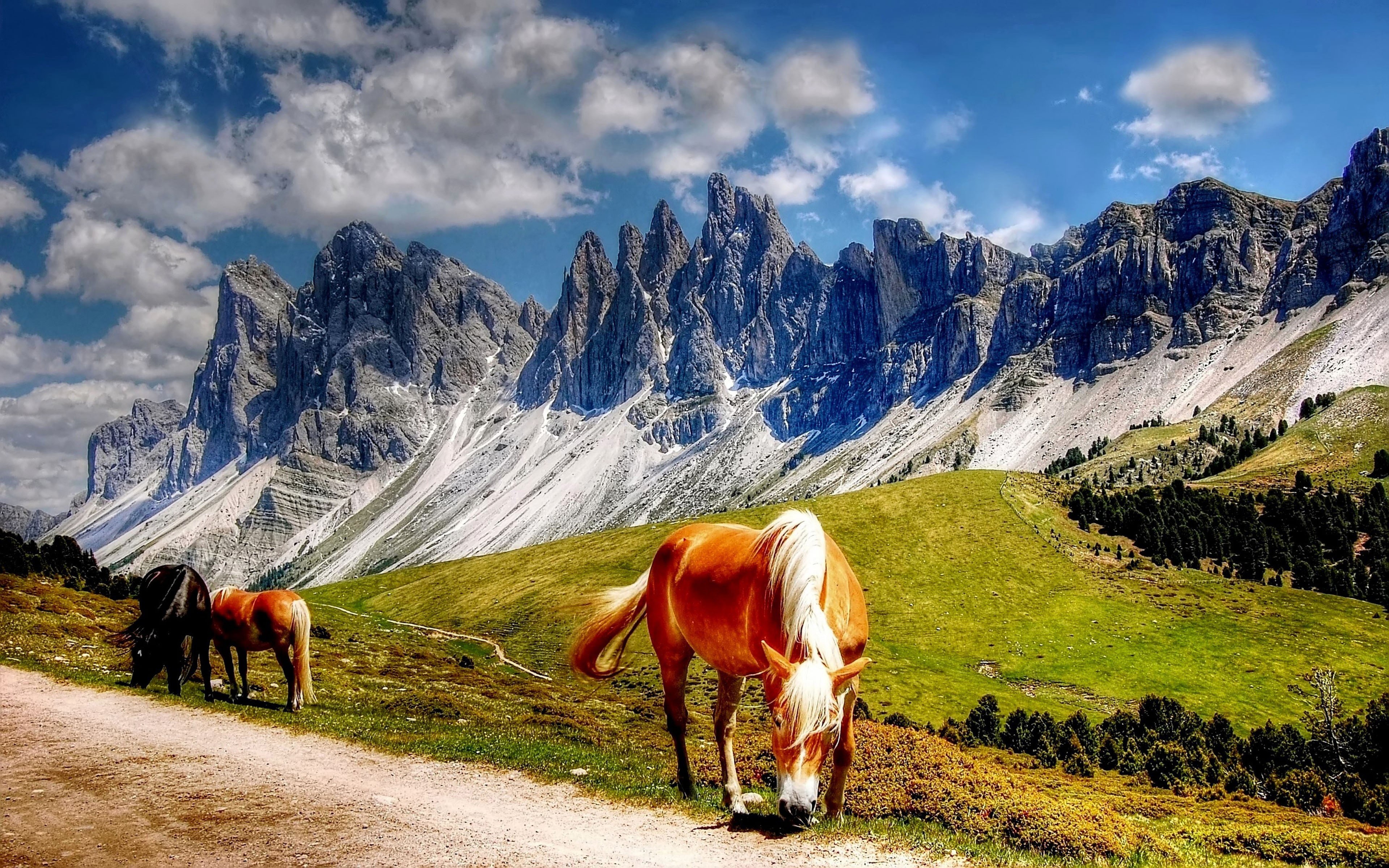 animal wildlife, cloud - sky, field, outdoors, landscape, sky, mountain, south, beauty in nature, 4K, nature, mountains, animal, livestock, domestic, horse, HD Wallpaper