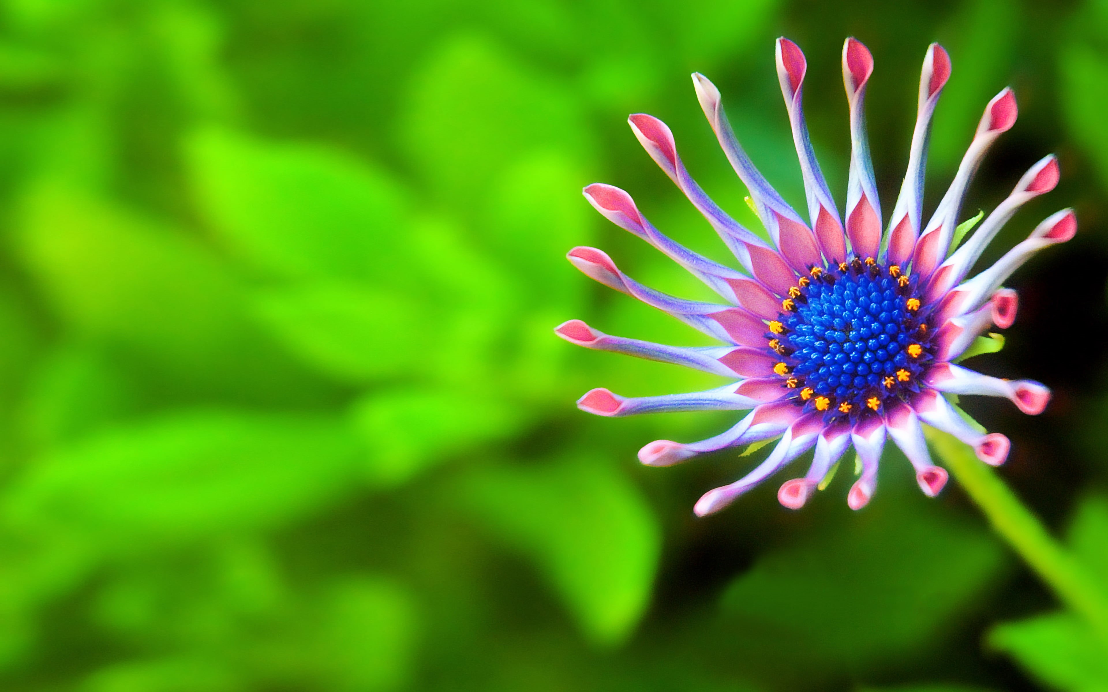beauty in nature, vulnerability, freshness, laptop, inflorescence, phone, petal, pollen, flower, growth, outdoors, focus on foreground, green color, HD Wallpaper
