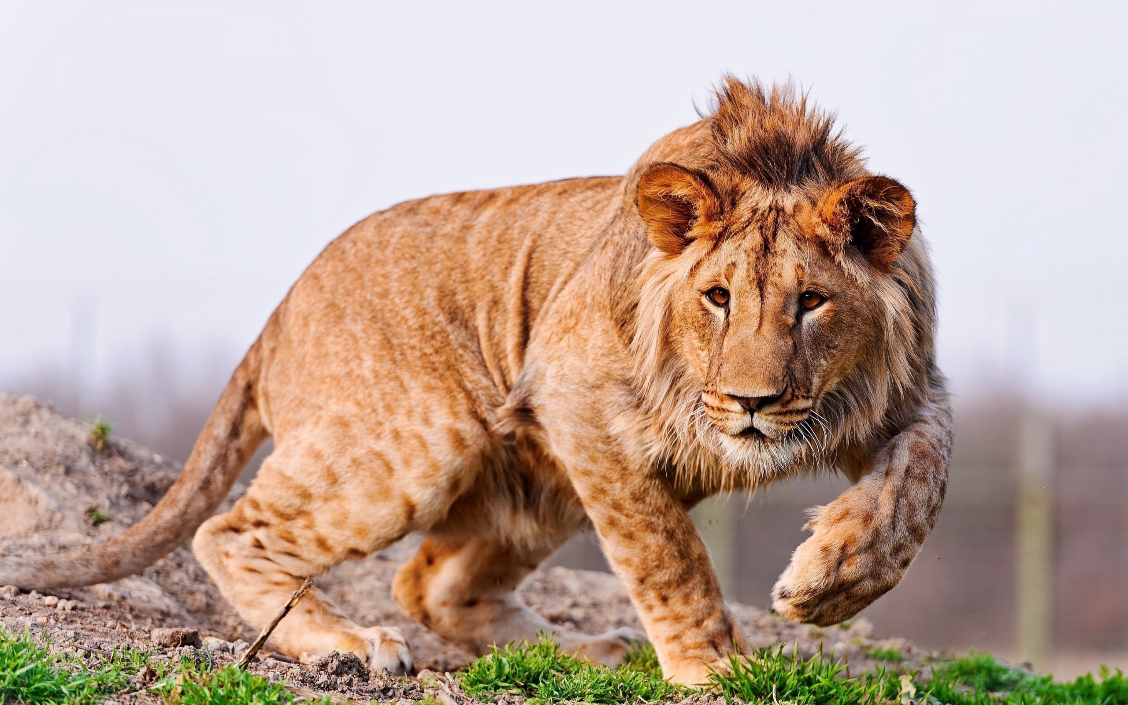 one animal, big cat, animal themes, nature, laptops, looking at camera, domestic animals, lion - feline, portrait, hunting, day, cat, vertebrate, animals in the wild, HD Wallpaper