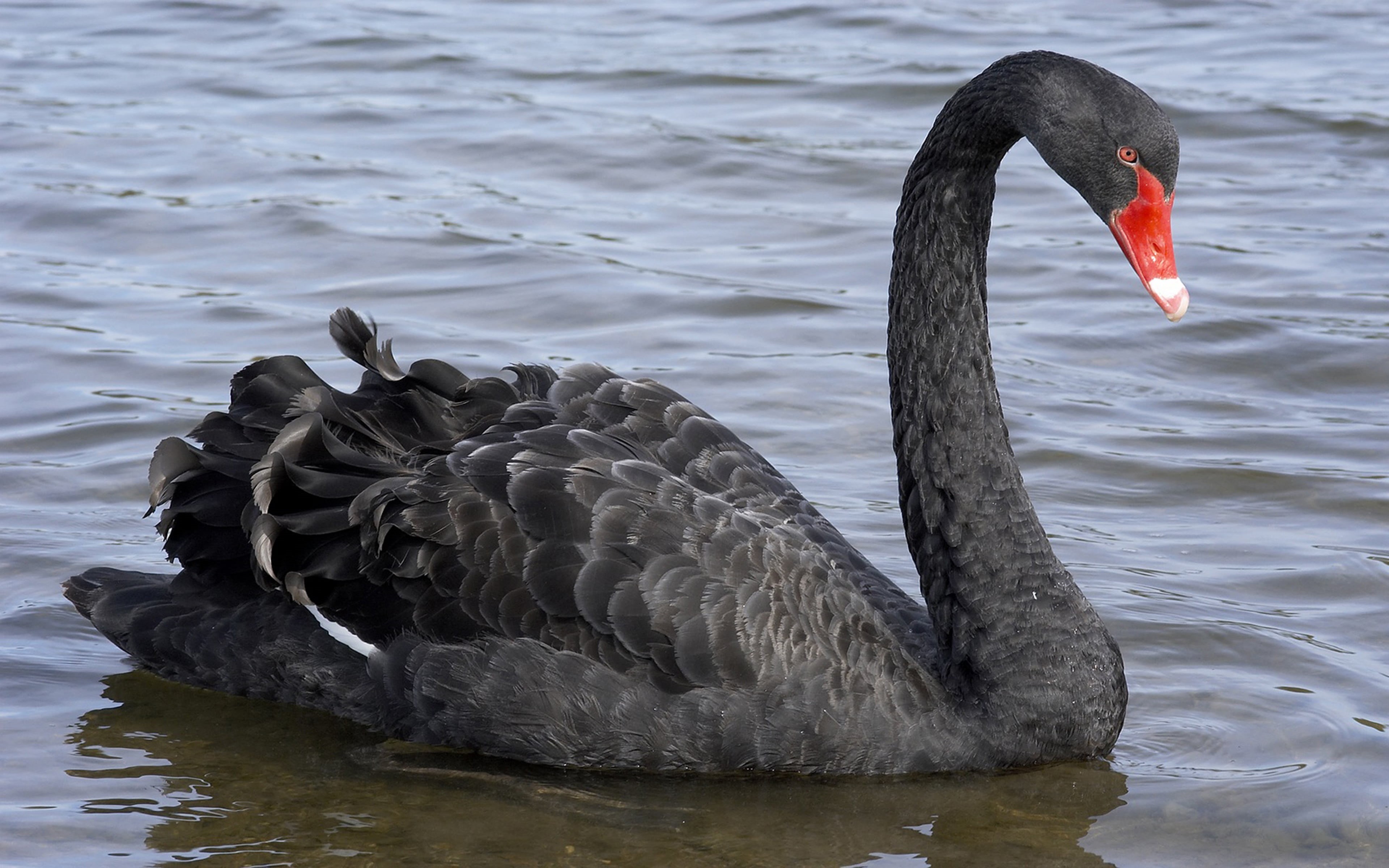 day, water bird, mobile, phone, water, swimming, floating, nature, waterfront, animal neck, swan, big, animals in the wild, floating on water, HD Wallpaper