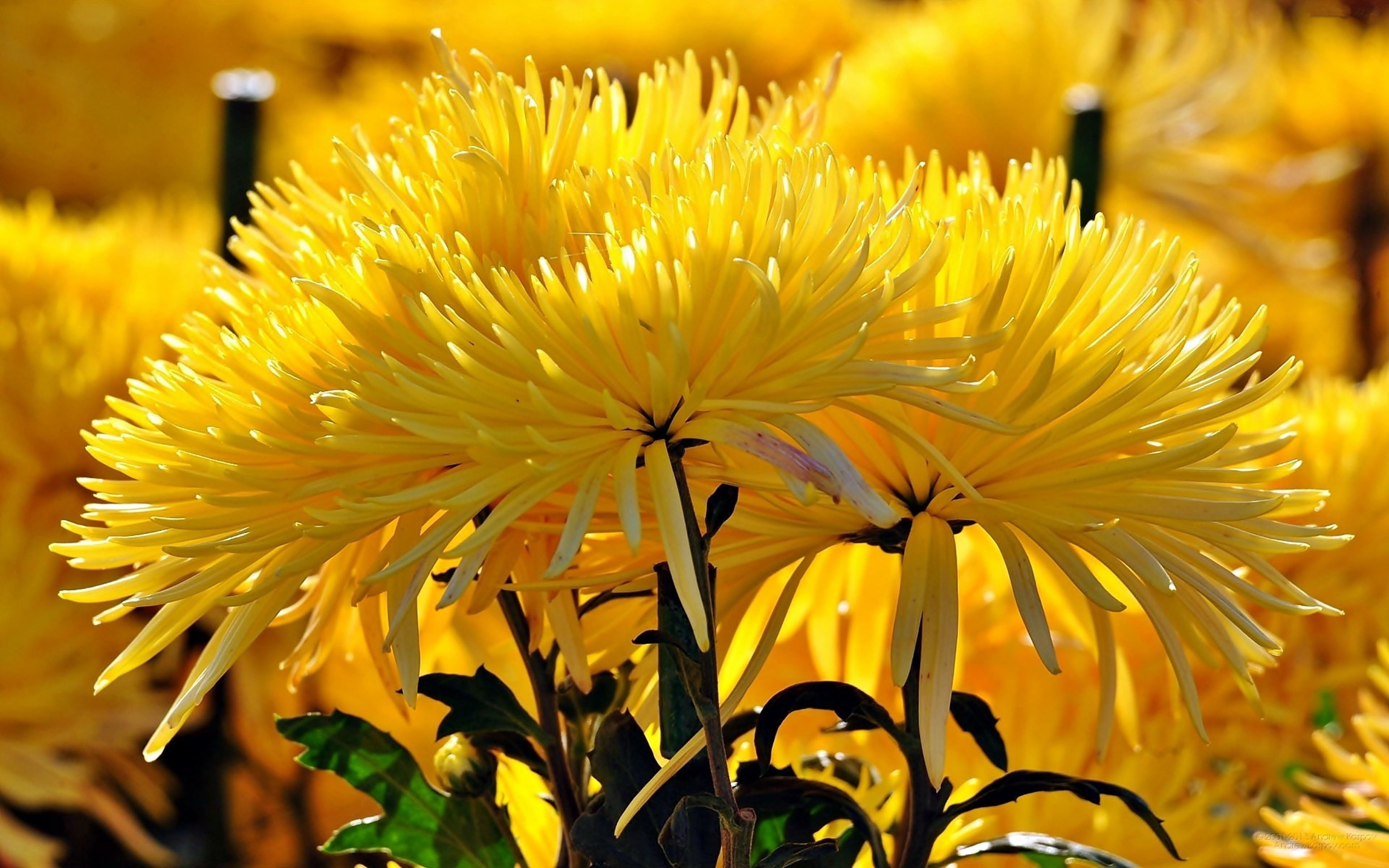 desktop, mobile, growth, petal, close-up, plant, focus on foreground, flowers, fragility, flower head, vulnerability, chrysanthemum, autumn, pollen, flowering plant, HD Wallpaper
