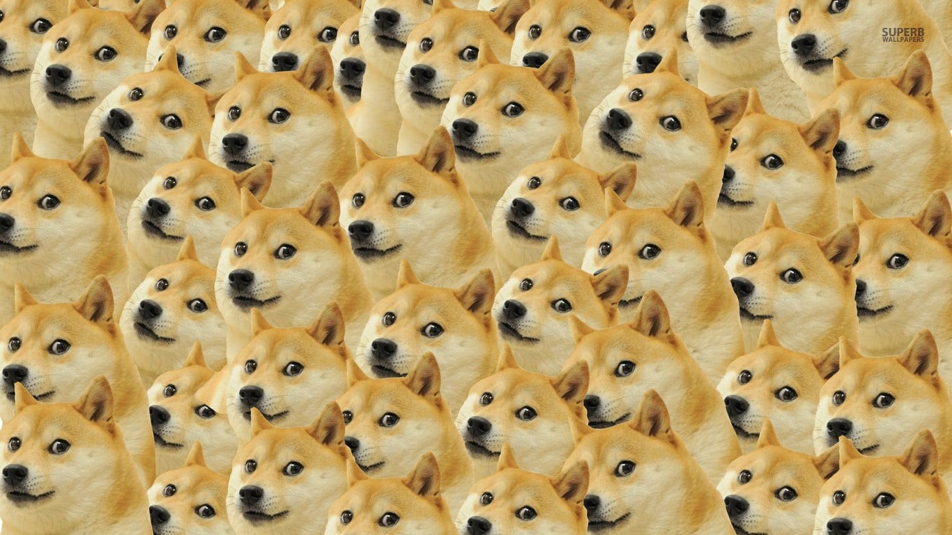 close-up, in a row, indoors, order, tan, full frame, arrangement, large group of objects, akita, no people, brown, dog, abundance, representation, memes, HD Wallpaper