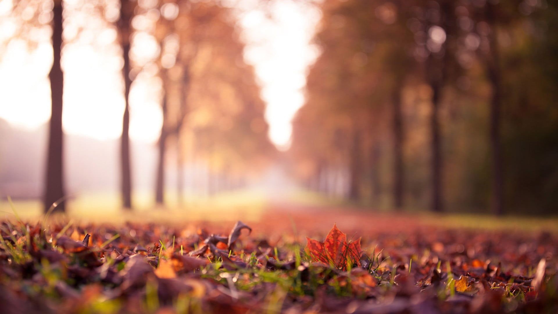 nature, landscape, multi Colored, october, aligned, abstract, scenics, land, plant, ground, color Image, sun, sunny, macro, trees, morning, autumn, non-Urban Scene, HD Wallpaper
