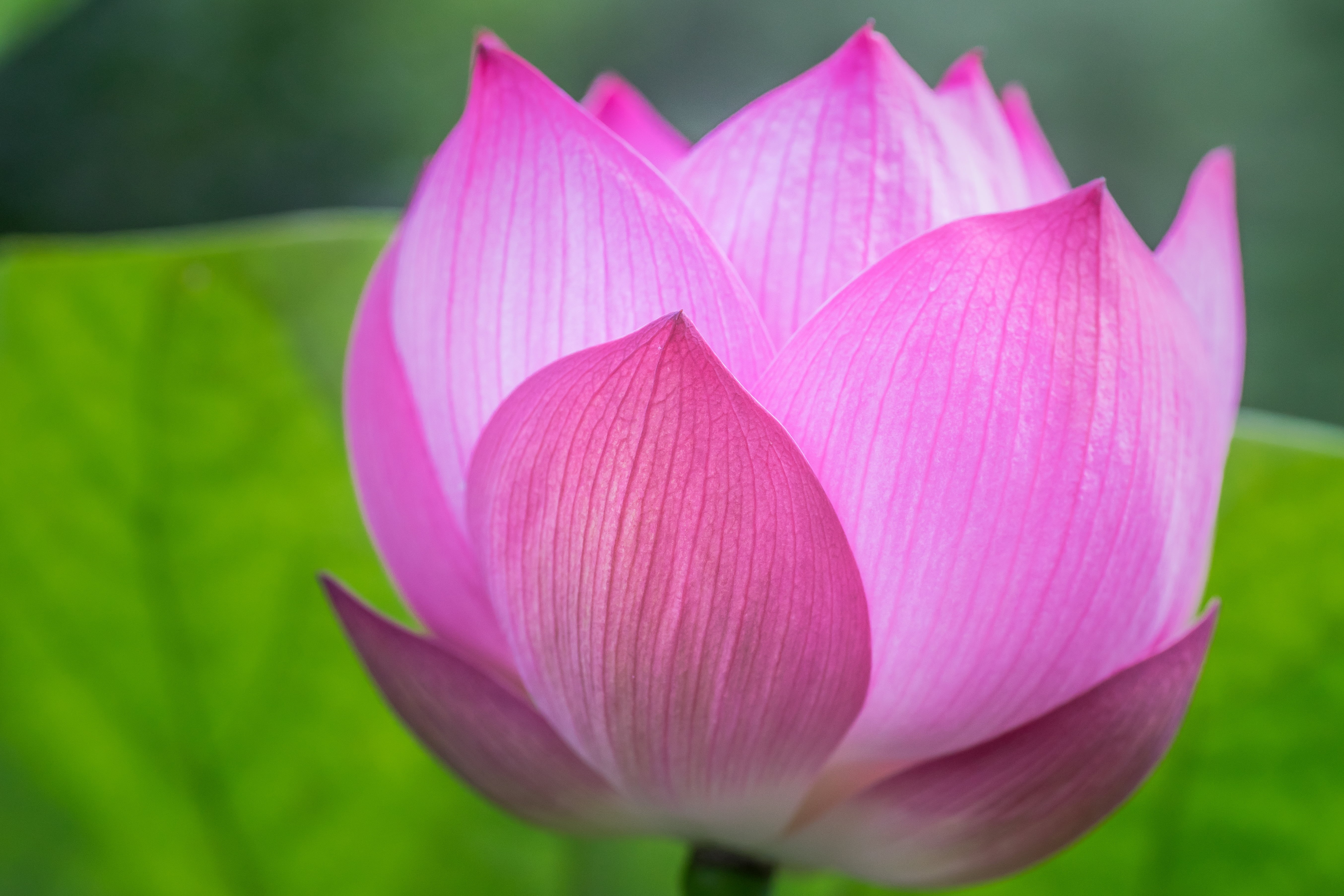 lotus Water Lily, ILCE-7M2, Memory, soft focus, park, Tamron, Summer 2015, Macro, nature, Lotus Flower, leaf, beauty In Nature, Bush, pink, Colors, flower, HD Wallpaper