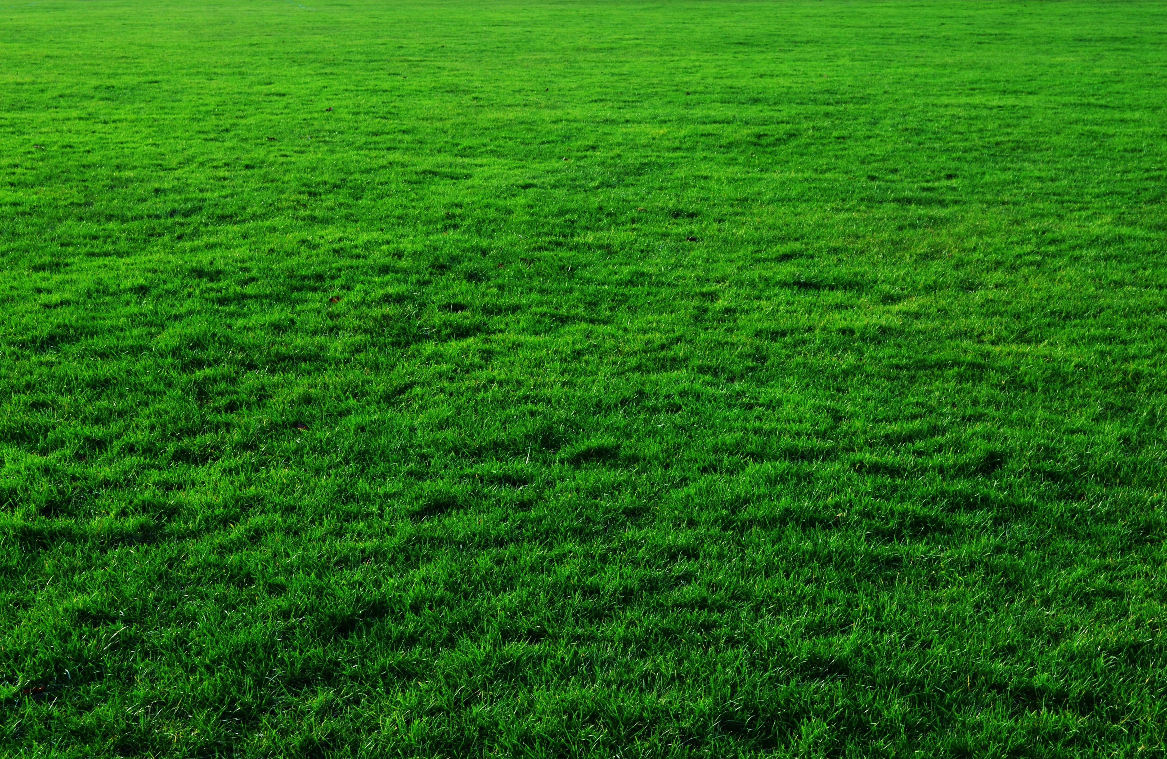 green, single color, tranquil scene, green color, greens, green background, layout, rural scene, environment, greenery, ground, grass, tranquility, outdoors, HD Wallpaper