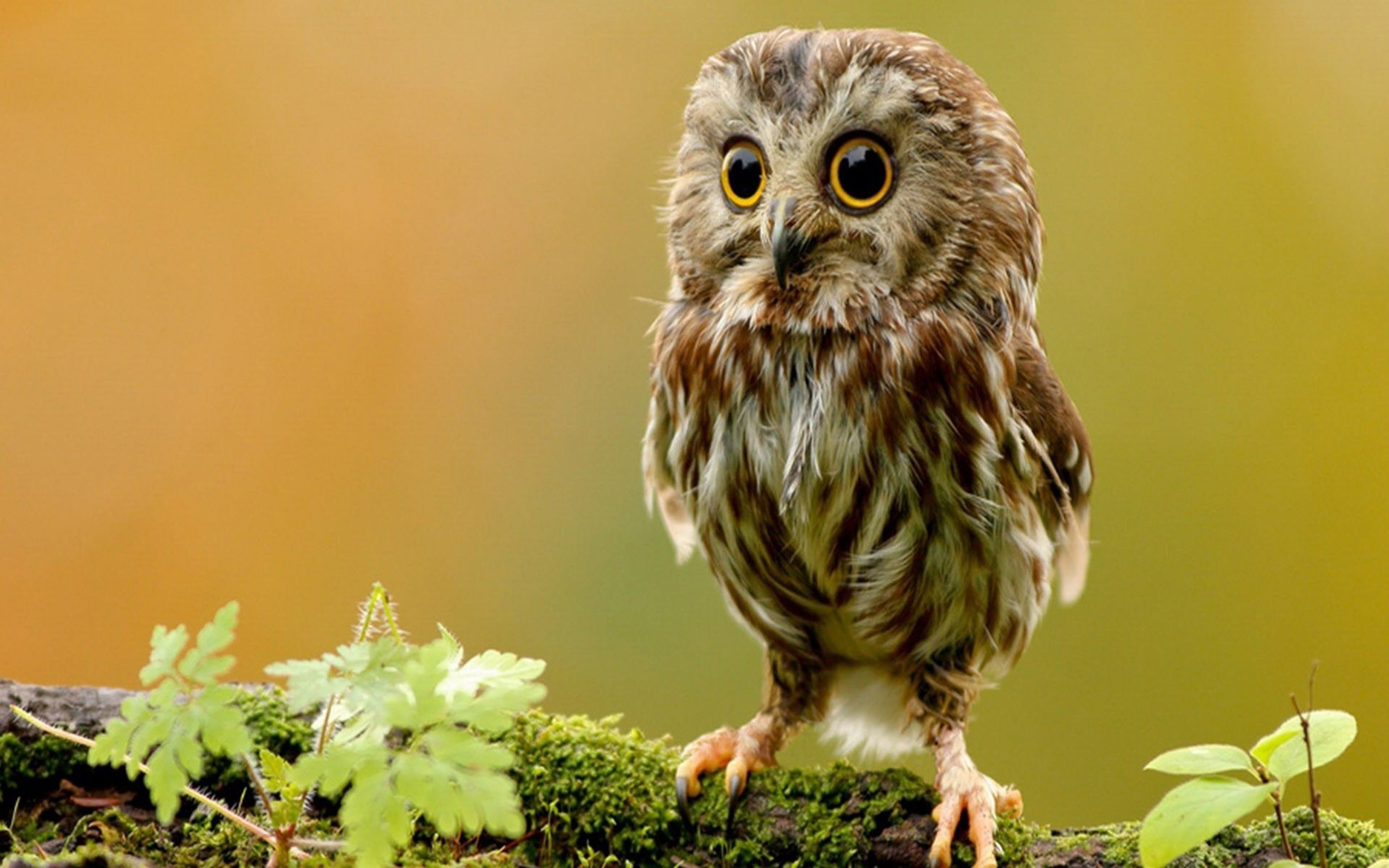 laptops, day, nature, bird of prey, bird, flowering plant, flower, desktop, one animal, vertebrate, plant, people, looking at camera, close-up, HD Wallpaper