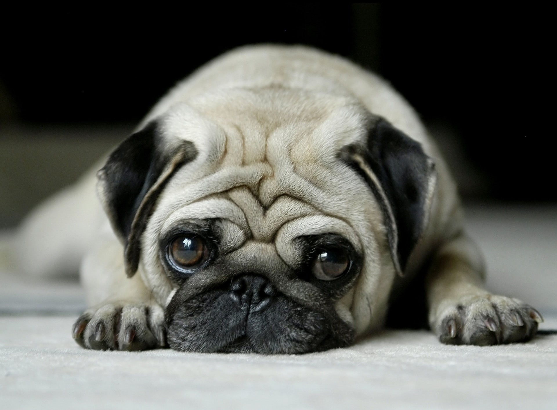adult, animal themes, young animal, domestic animals, depression - sadness, lap dog, sad pug, sadness, indoors, no people, relaxation, fawn, one animal, HD Wallpaper