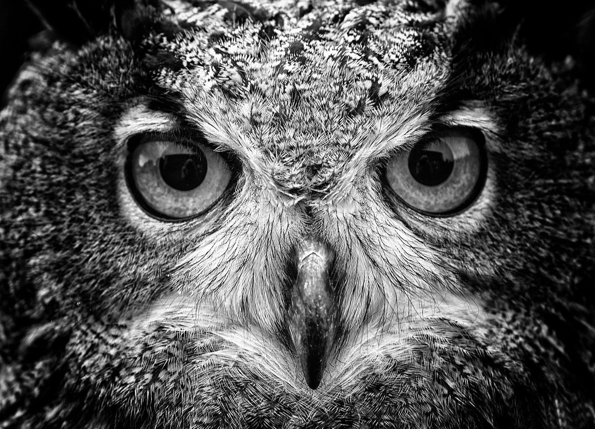 macro, bird of prey, eagle, day, animal eye, no people, one animal, photography, grayscale, owl, animal body part, looking at camera, animal head, 1080P, HD Wallpaper
