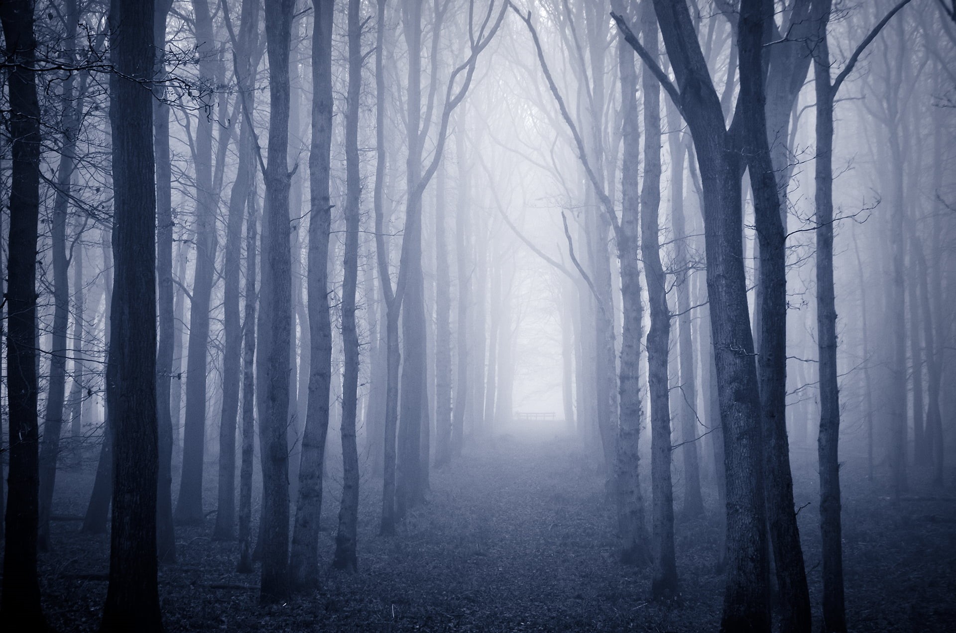 season, UK, 1080P, winter  winter, woodland, England, fog, towards the light, trees, landscape, nature, branch, morning, horror, spooky, light - Natural Phenomenon, HD Wallpaper